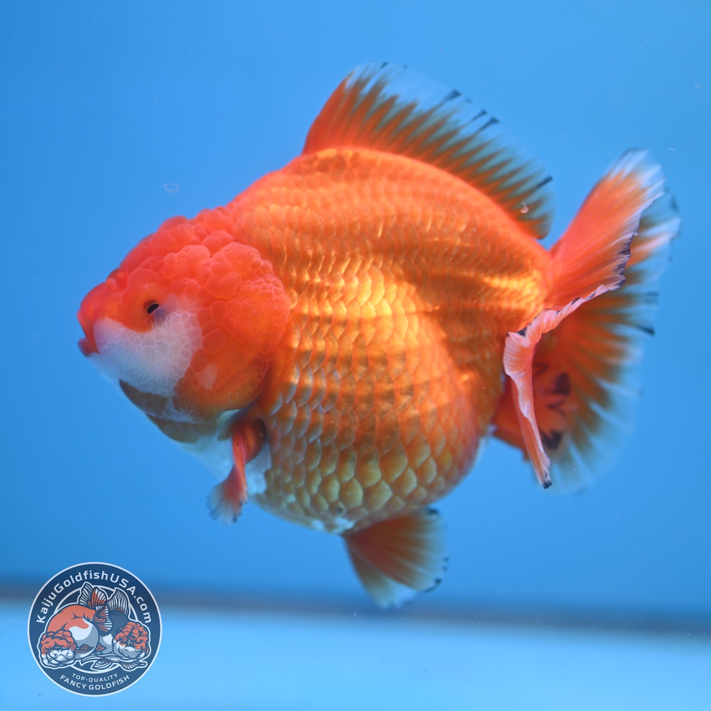 Jumbo Shogun Godzilla Classic Gold Oranda 4.5 inch Body (250822_OR24)