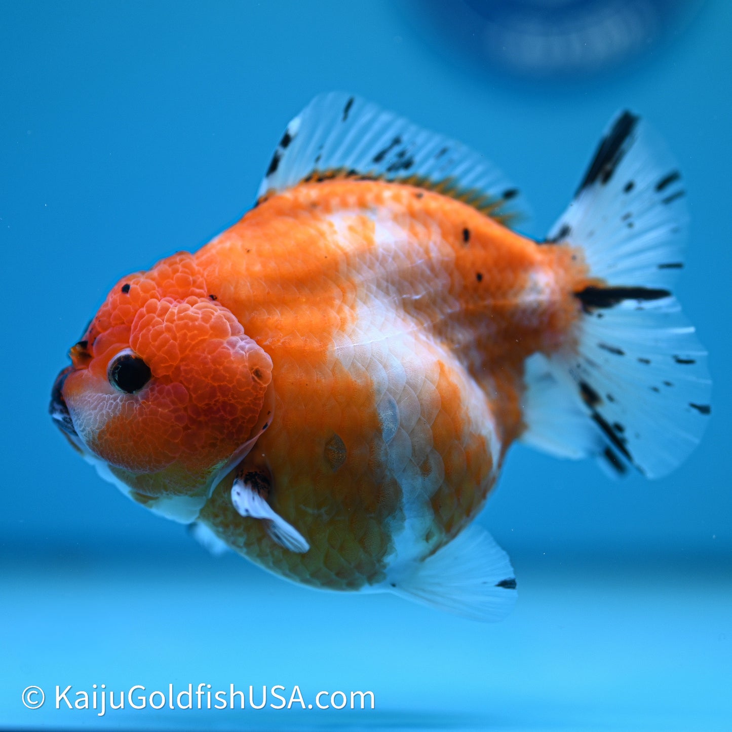 Shogun Godzilla Tricolor Sakura Oranda 3.75in Body (240614_OR24) - Kaiju Goldfish USA