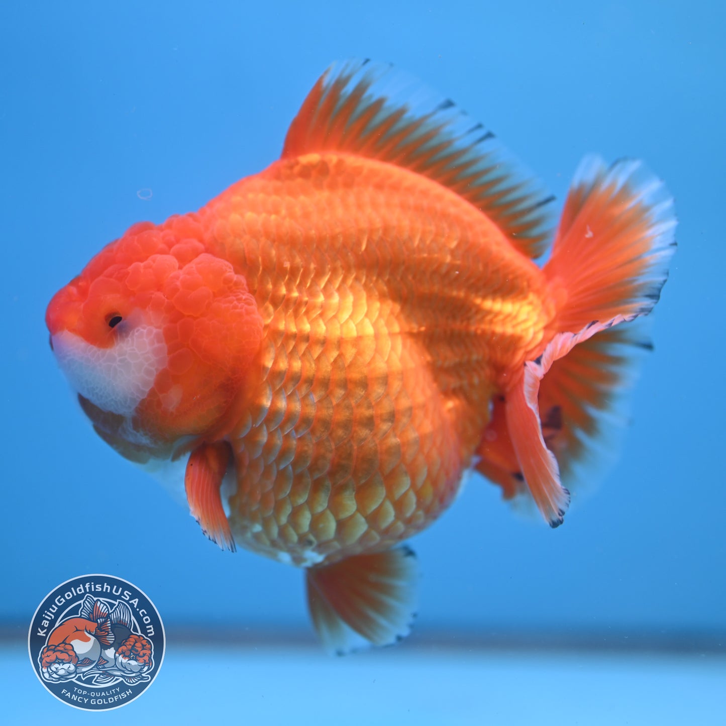 Jumbo Shogun Godzilla Classic Gold Oranda 4.5 inch Body (250822_OR24)