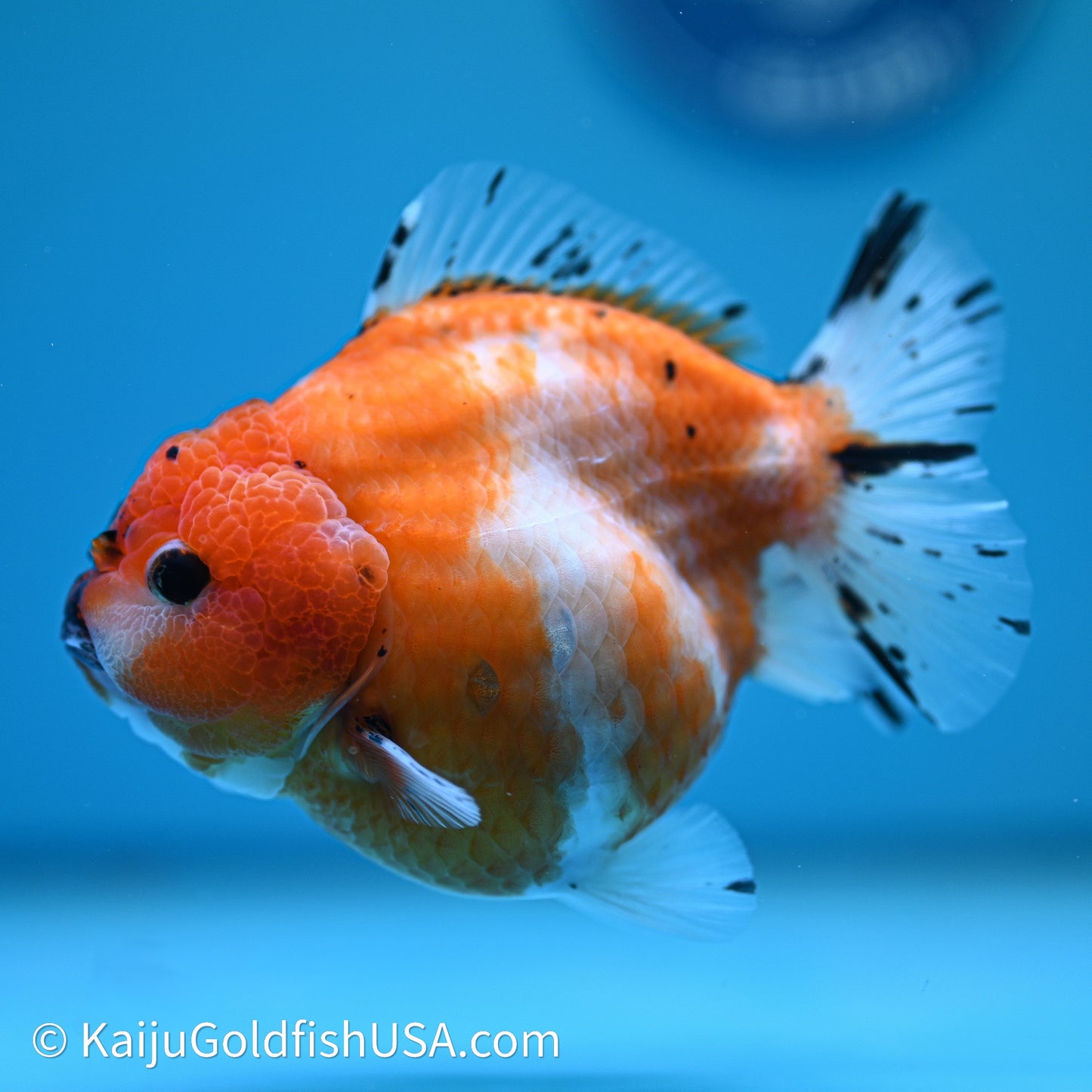 Shogun Godzilla Tricolor Sakura Oranda 3.75in Body (240614_OR24) - Kaiju Goldfish USA