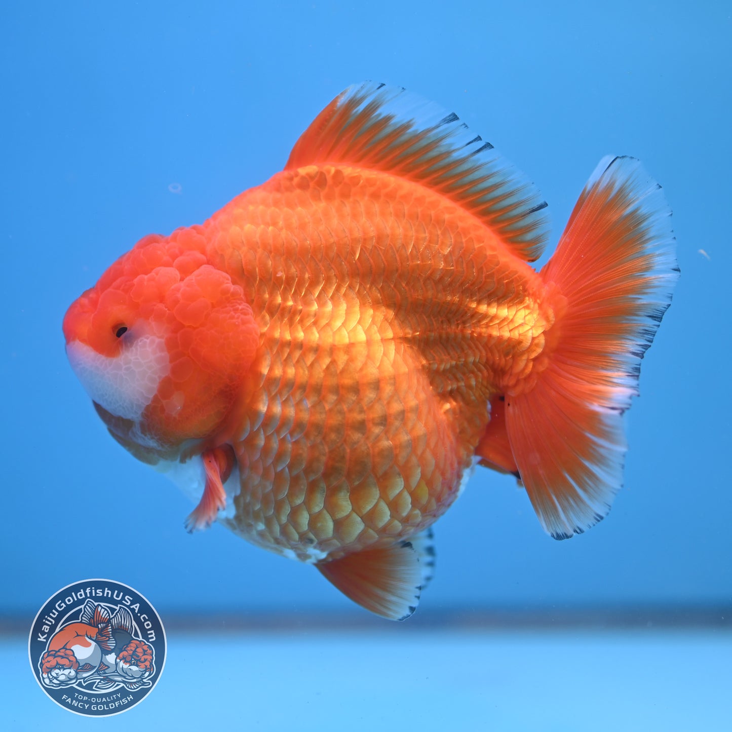 Jumbo Shogun Godzilla Classic Gold Oranda 4.5 inch Body (250822_OR24)