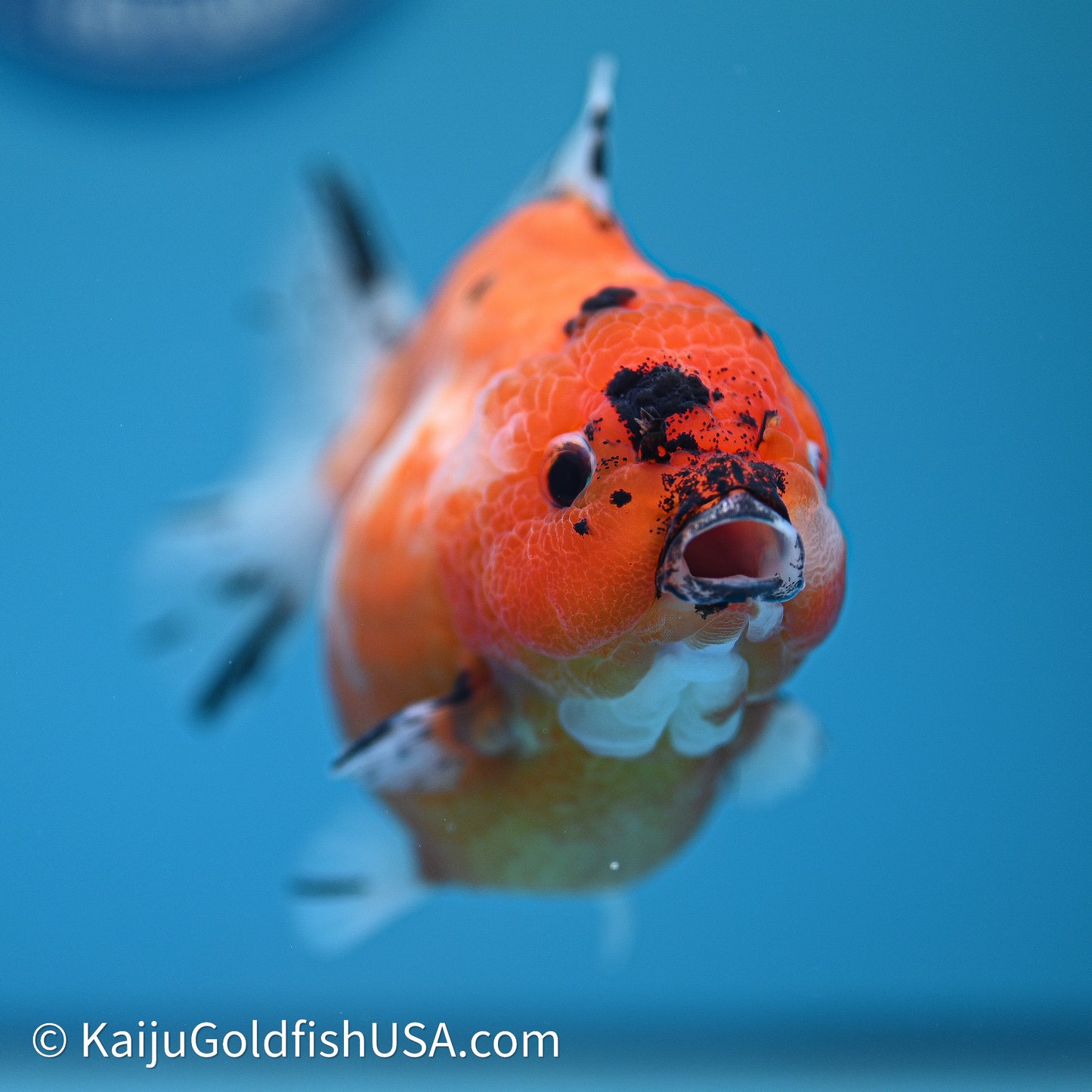 Shogun Godzilla Tricolor Sakura Oranda 3.75in Body (240614_OR24) - Kaiju Goldfish USA