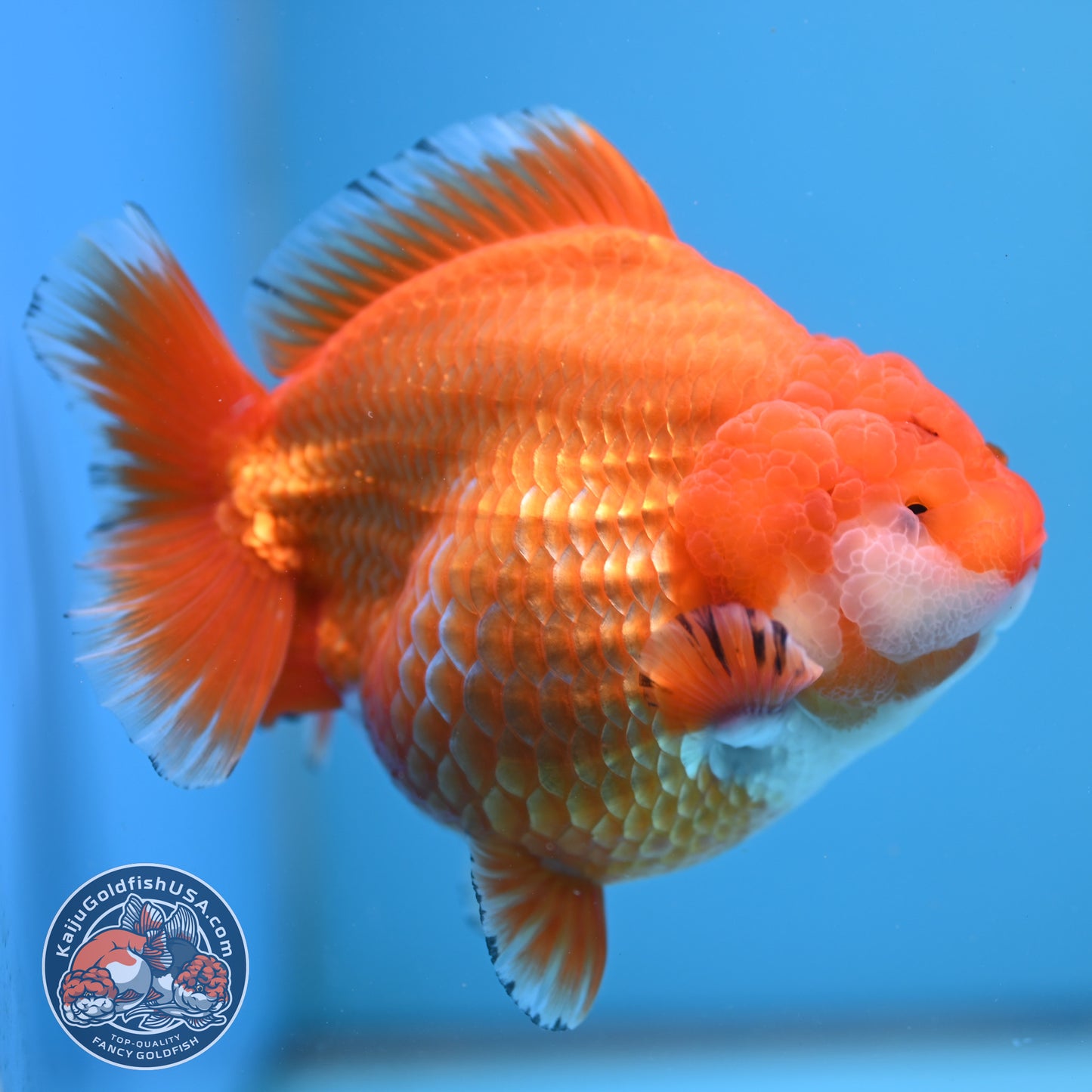 Jumbo Shogun Godzilla Classic Gold Oranda 4.5 inch Body (250822_OR24)