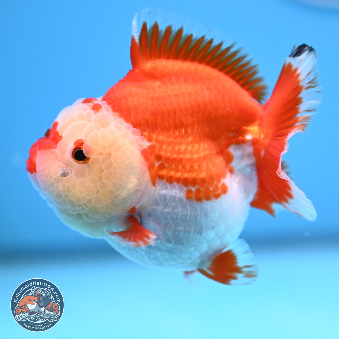 Red White YuanBao Oranda 3.5 inches Body - Female (250207_OR24)