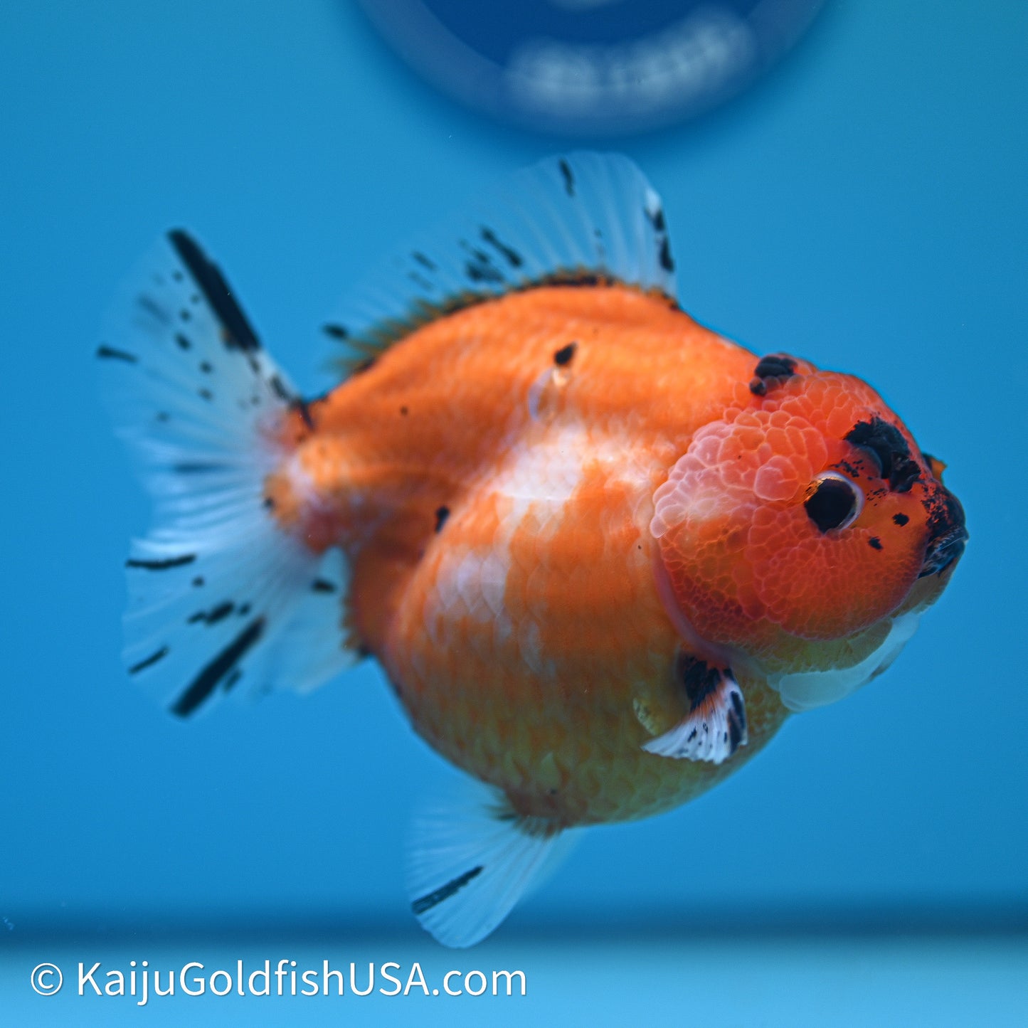 Shogun Godzilla Tricolor Sakura Oranda 3.75in Body (240614_OR24) - Kaiju Goldfish USA