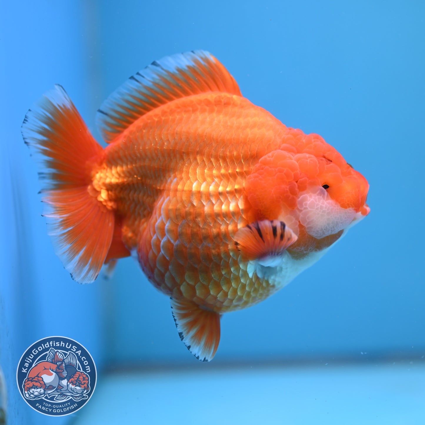 Jumbo Shogun Godzilla Classic Gold Oranda 4.5 inch Body (250822_OR24)