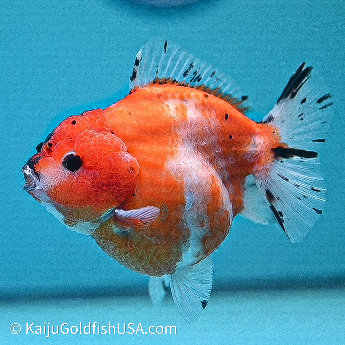Shogun Godzilla Tricolor Sakura Oranda 3.75in Body (240614_OR24) - Kaiju Goldfish USA