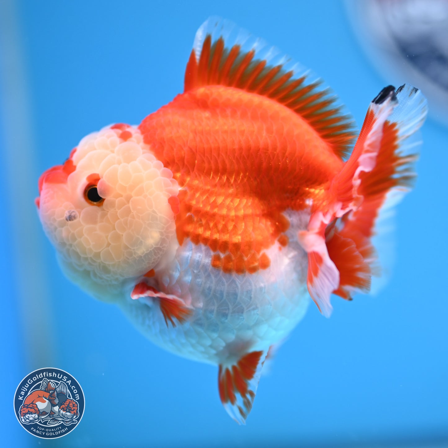 Red White YuanBao Oranda 3.5 inches Body - Female (250207_OR24)