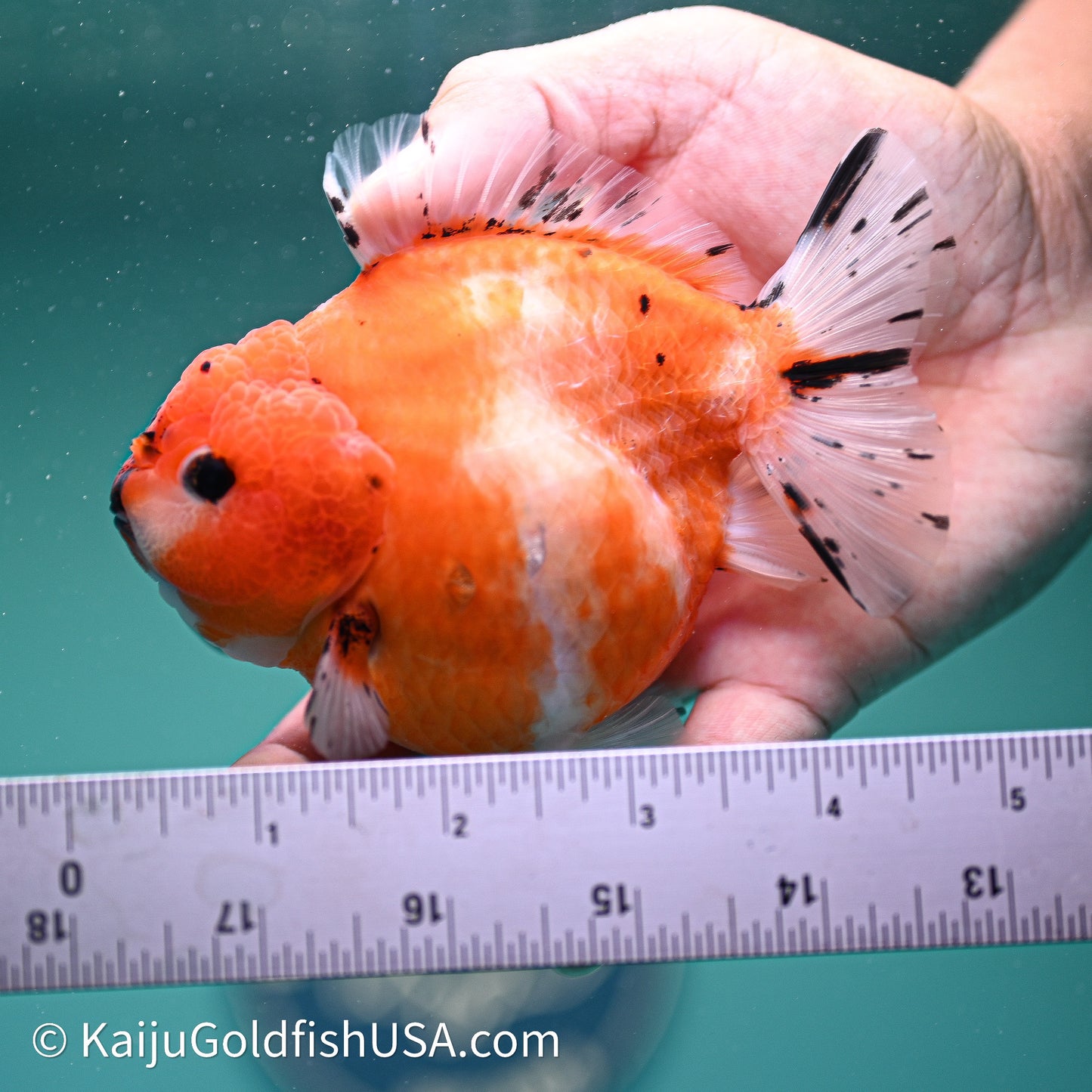 Shogun Godzilla Tricolor Sakura Oranda 3.75in Body (240614_OR24) - Kaiju Goldfish USA