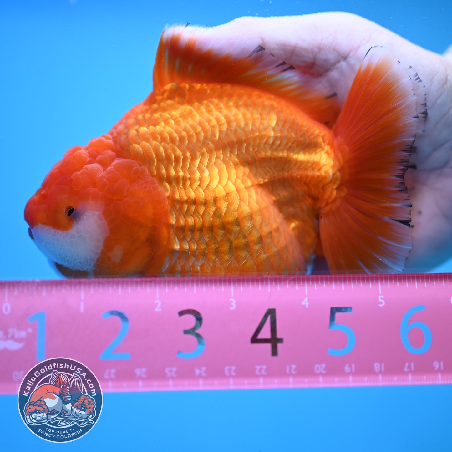 Jumbo Shogun Godzilla Classic Gold Oranda 4.5 inch Body (250822_OR24)