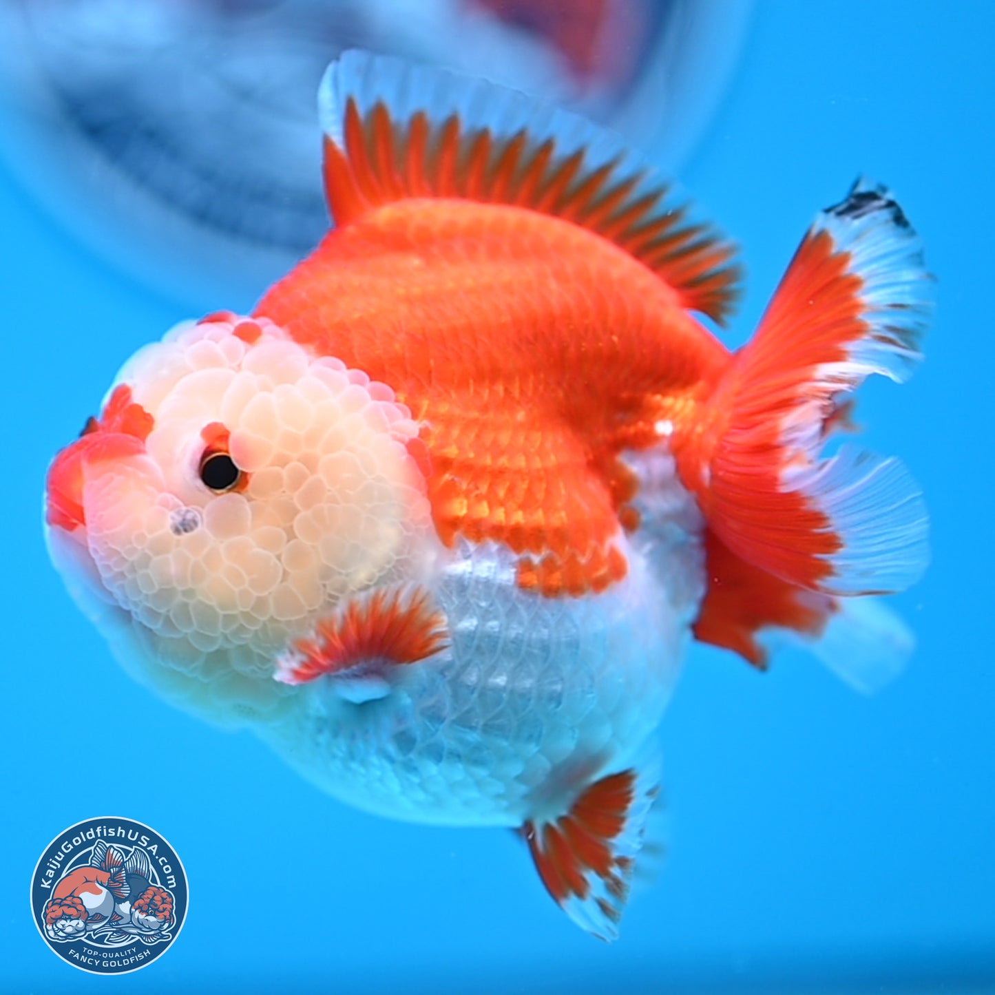 Red White YuanBao Oranda 3.5 inches Body - Female (250207_OR24)