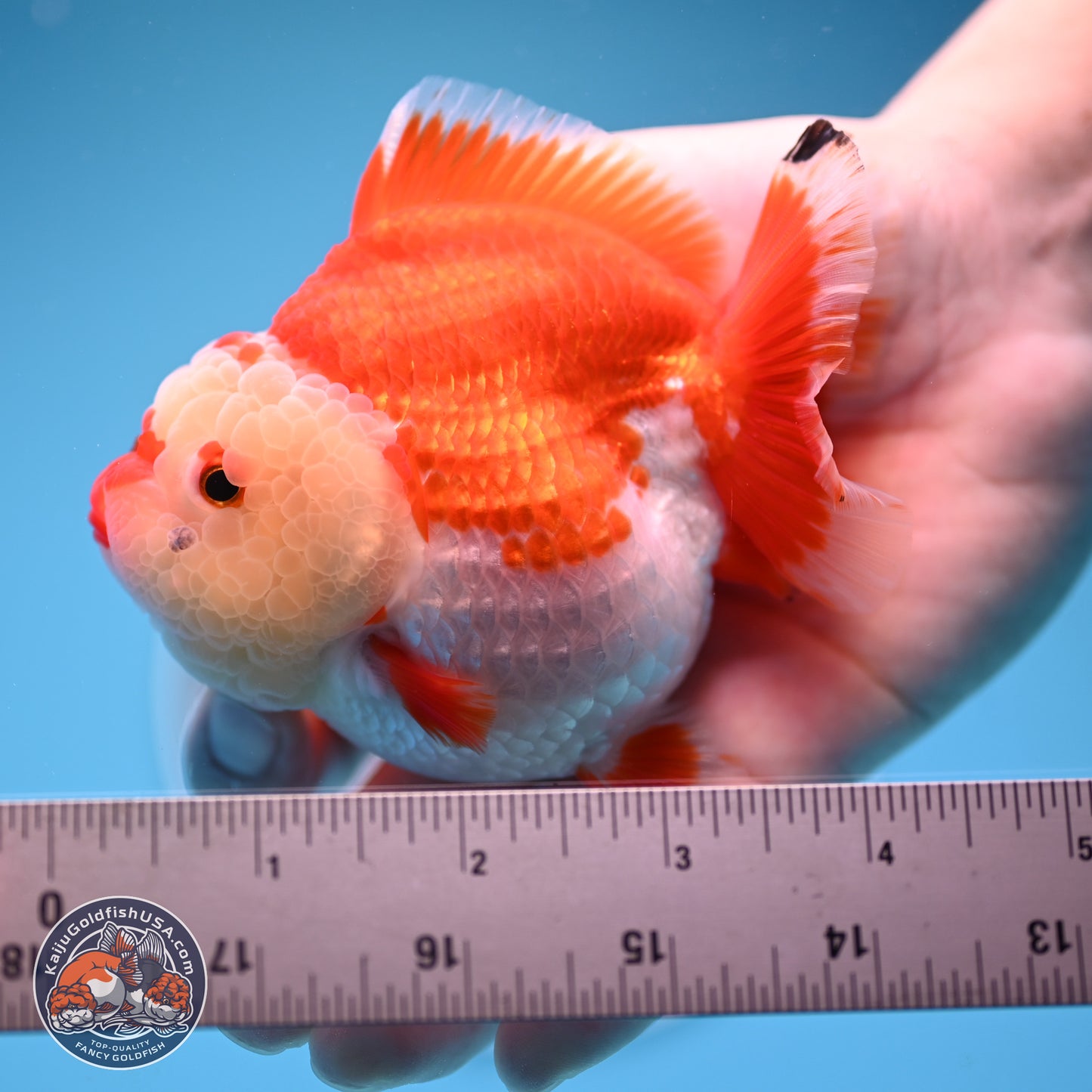 Red White YuanBao Oranda 3.5 inches Body - Female (250207_OR24)