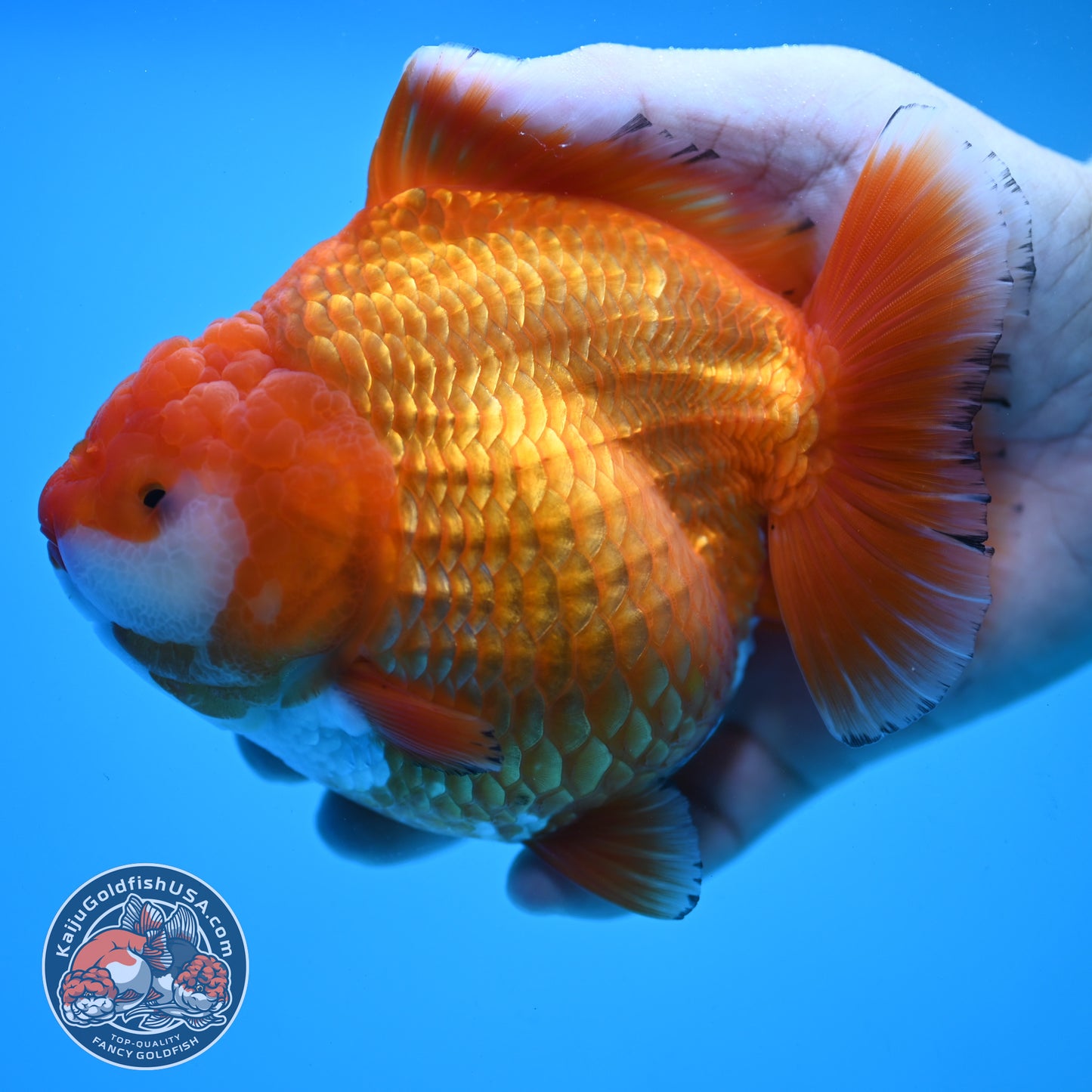 Jumbo Shogun Godzilla Classic Gold Oranda 4.5 inch Body (250822_OR24)
