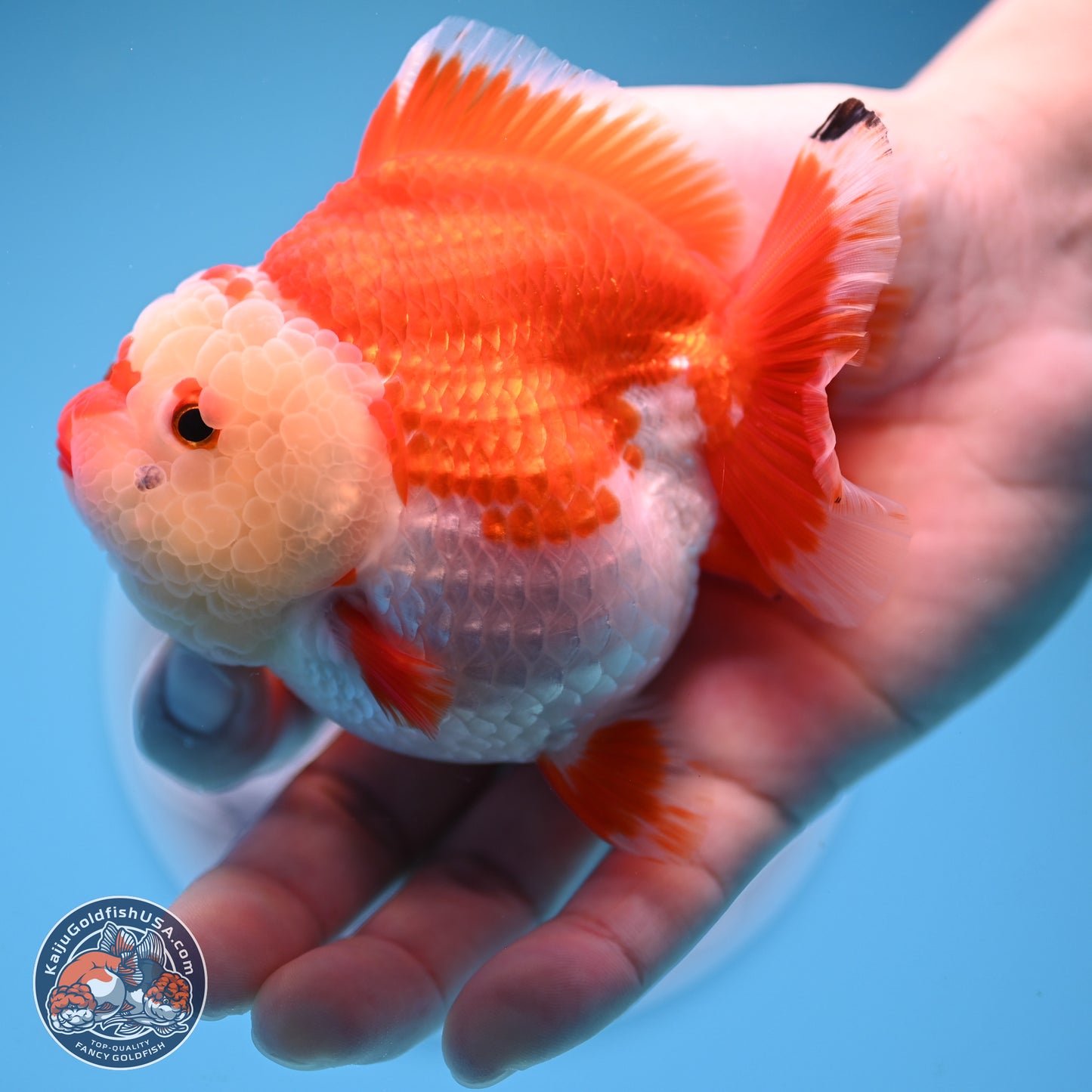 Red White YuanBao Oranda 3.5 inches Body - Female (250207_OR24)