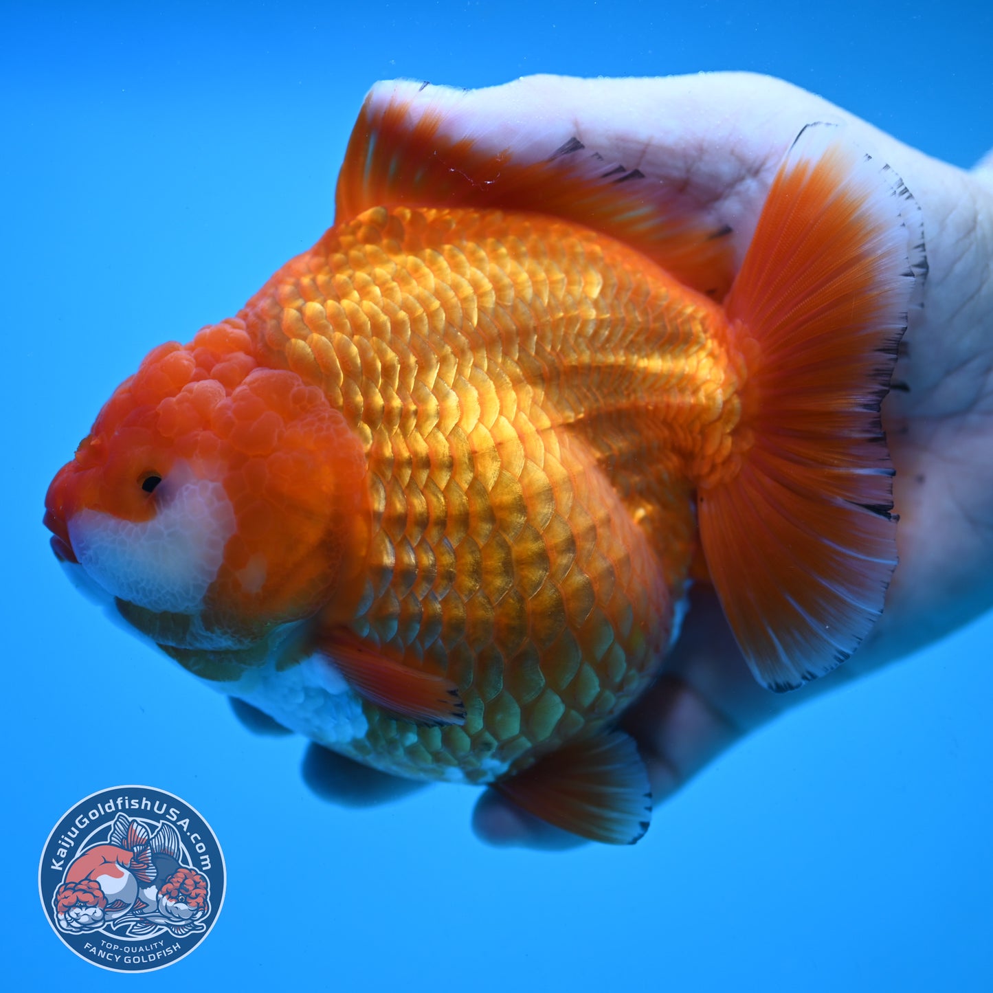 Jumbo Shogun Godzilla Classic Gold Oranda 4.5 inch Body (250822_OR24)