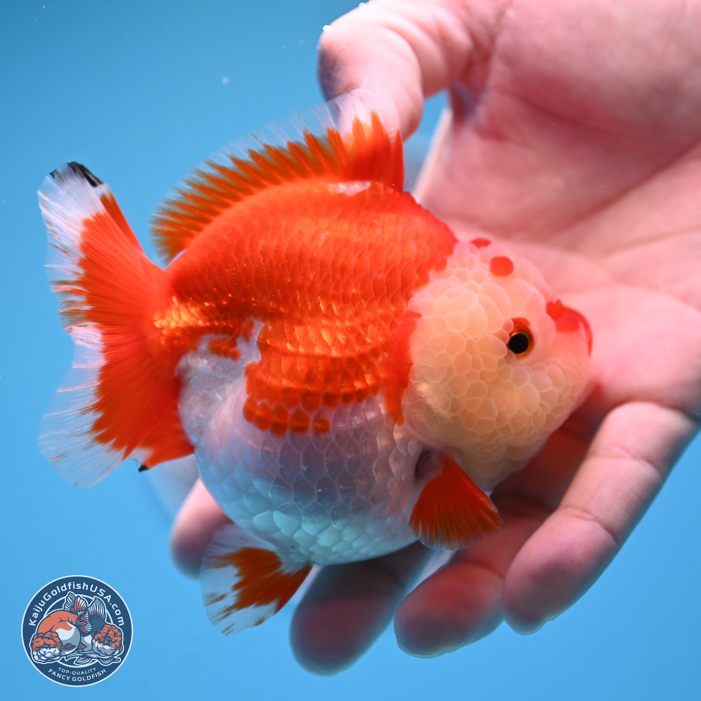 Red White YuanBao Oranda 3.5 inches Body - Female (250207_OR24)