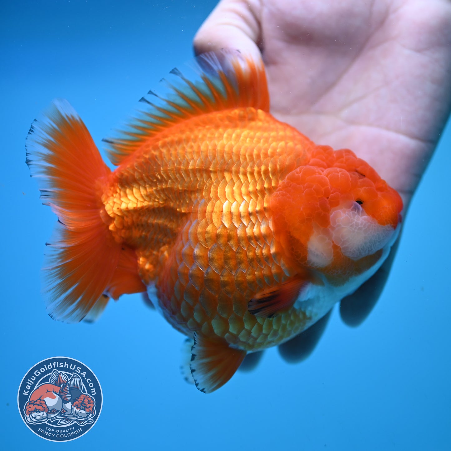Jumbo Shogun Godzilla Classic Gold Oranda 4.5 inch Body (250822_OR24)