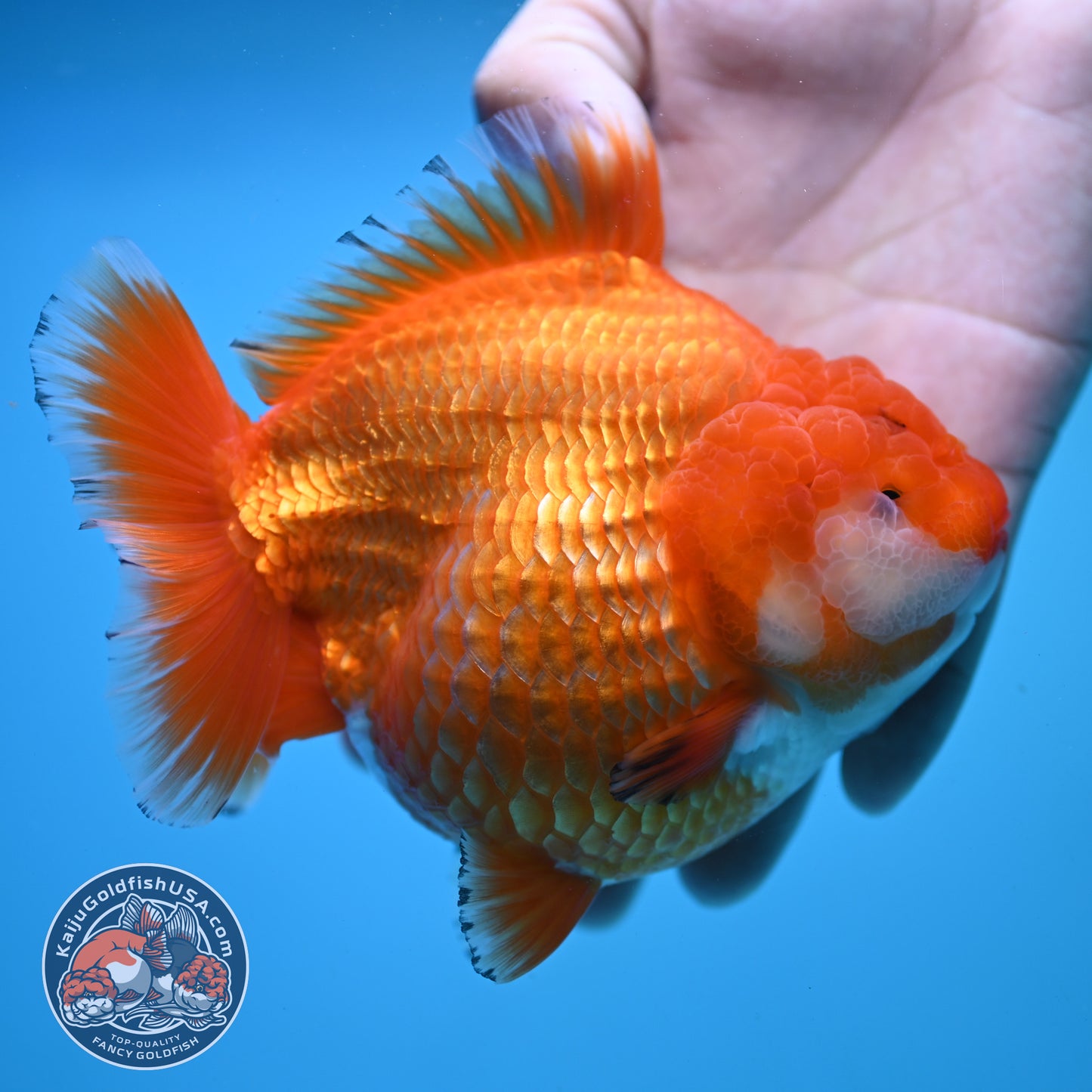 Jumbo Shogun Godzilla Classic Gold Oranda 4.5 inch Body (250822_OR24)