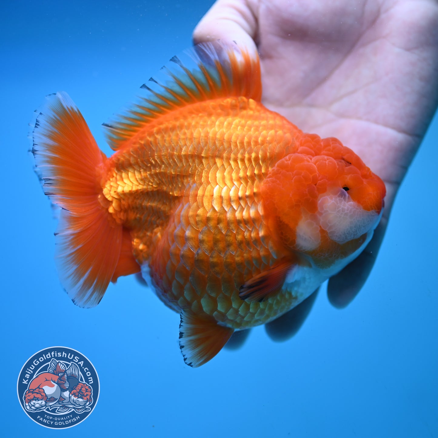Jumbo Shogun Godzilla Classic Gold Oranda 4.5 inch Body (250822_OR24)