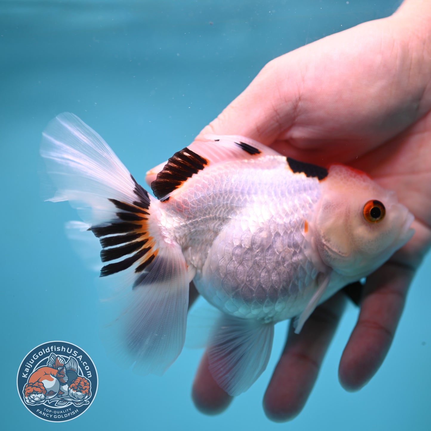 Tricolor Oranda 3.5 inch Body (250613_OR24)