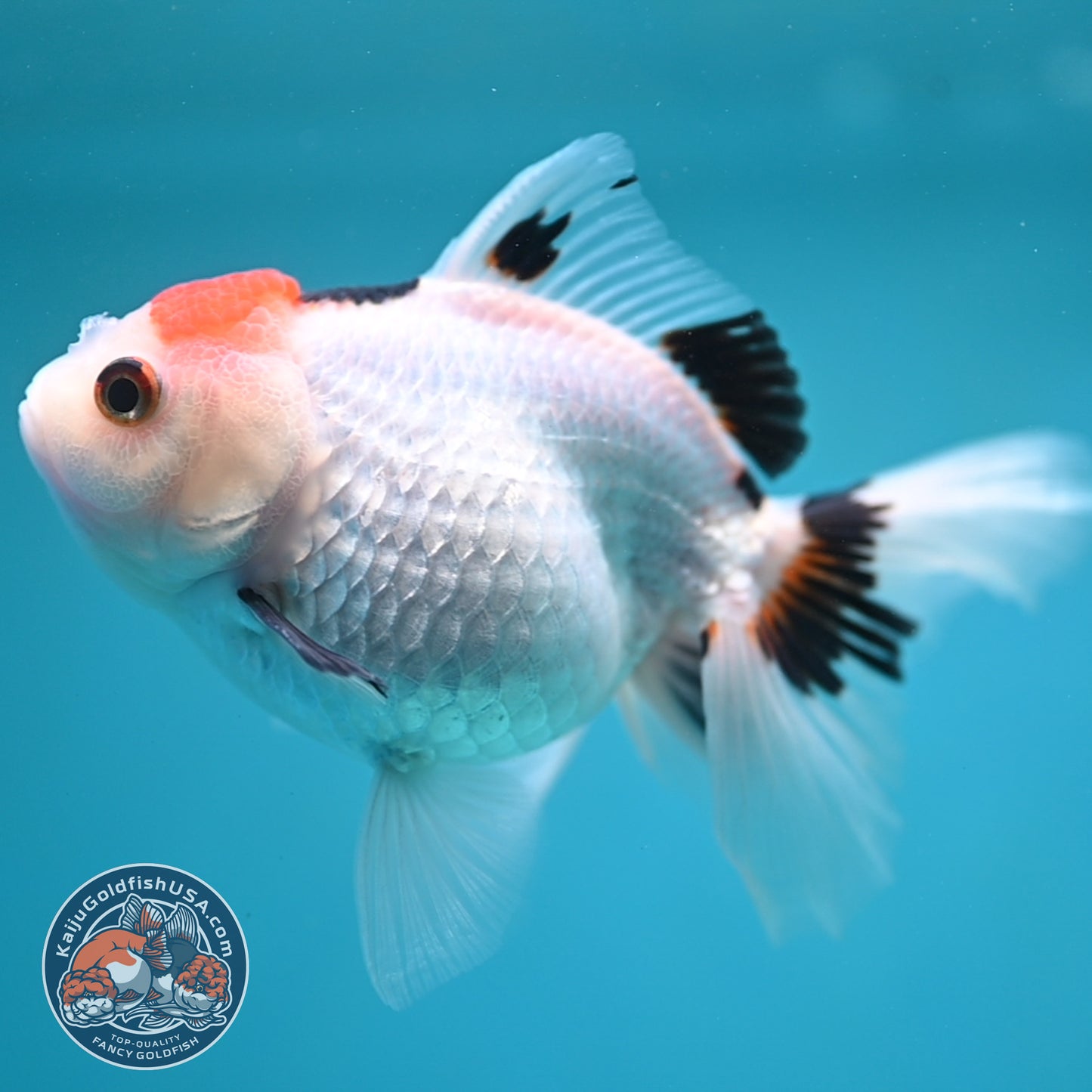 Tricolor Oranda 3.5 inch Body (250613_OR24)