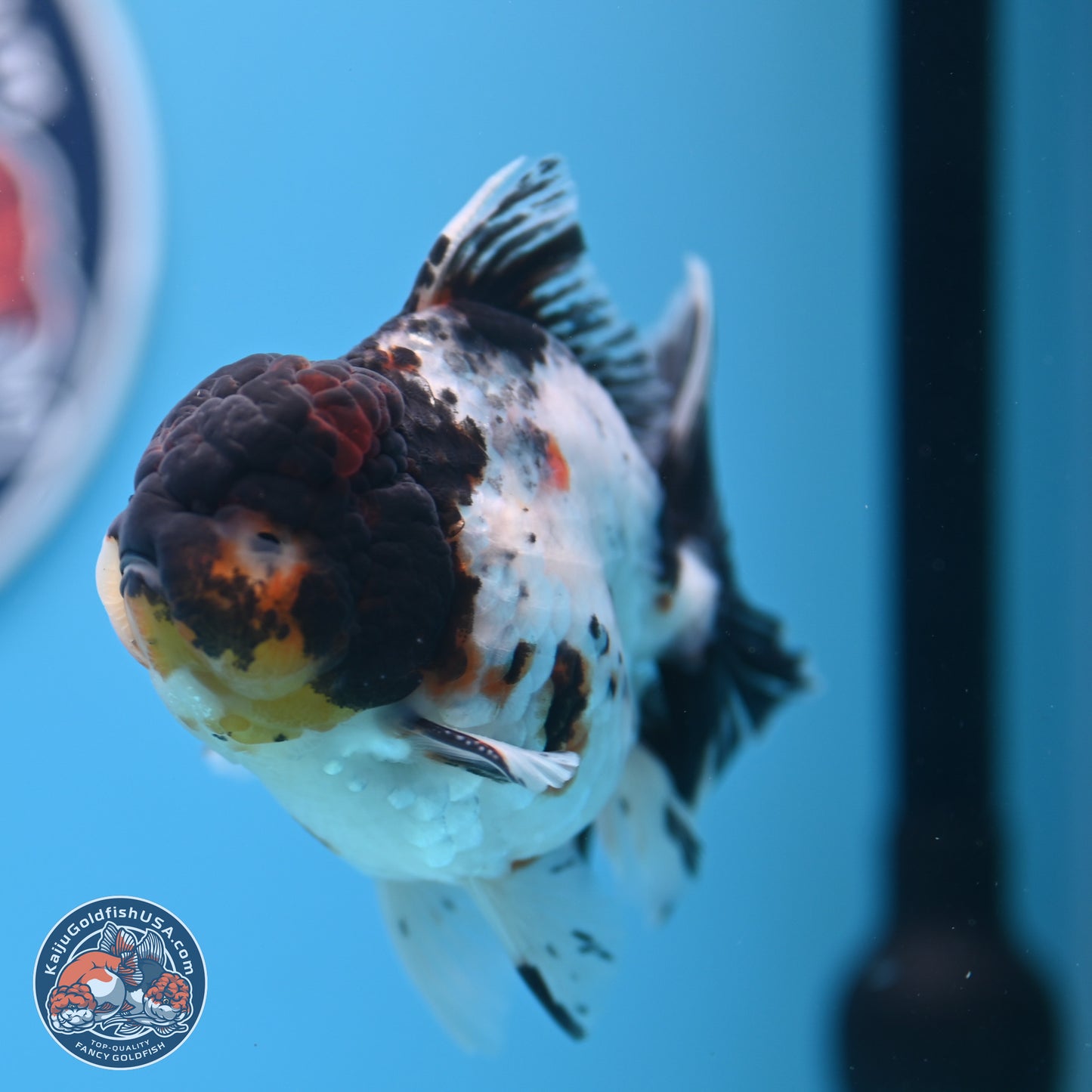 Calico Rose Tail Oranda 4 inches (241018_OR24) - Kaiju Goldfish USA