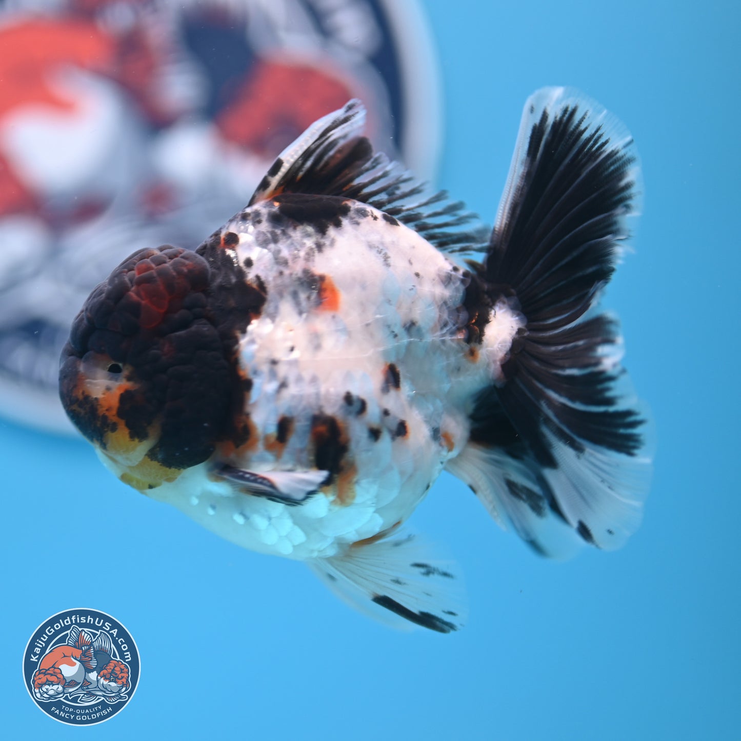 Calico Rose Tail Oranda 4 inches (241018_OR24) - Kaiju Goldfish USA