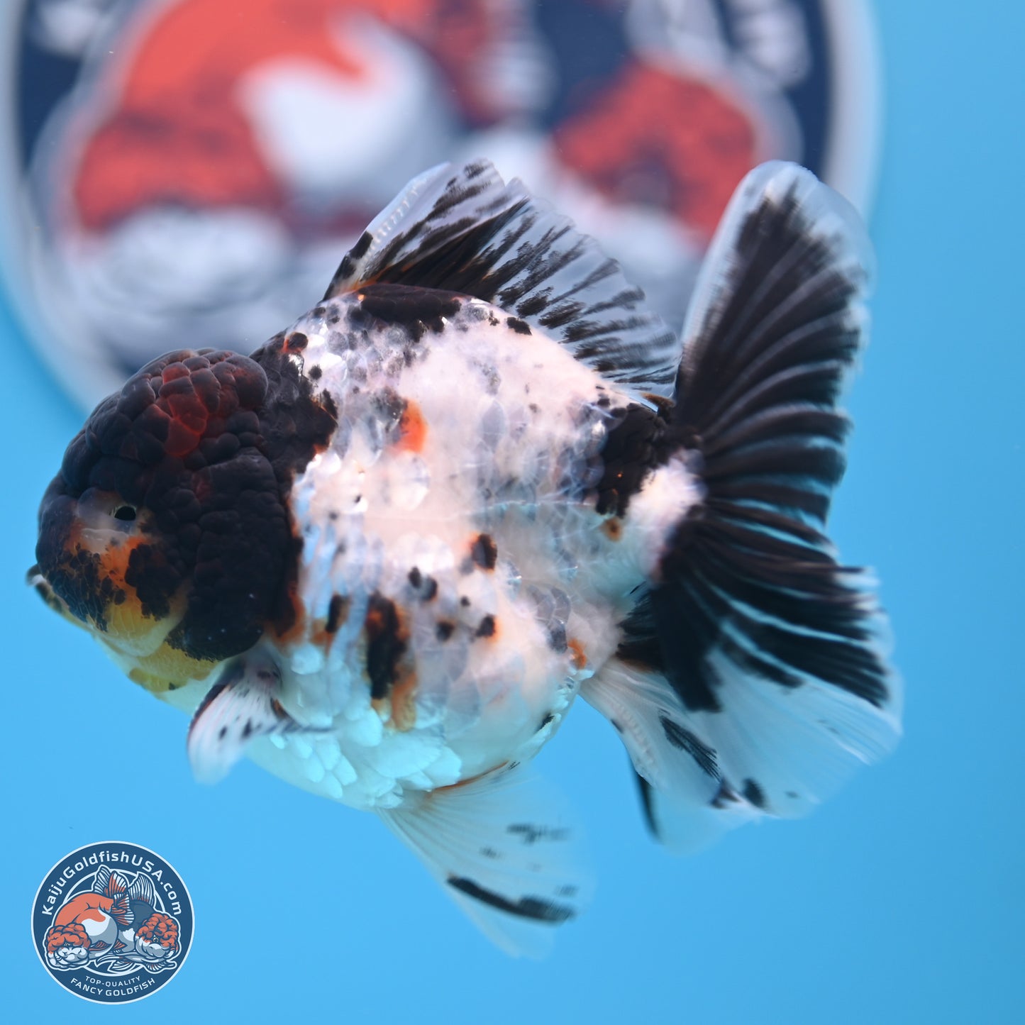 Calico Rose Tail Oranda 4 inches (241018_OR24) - Kaiju Goldfish USA