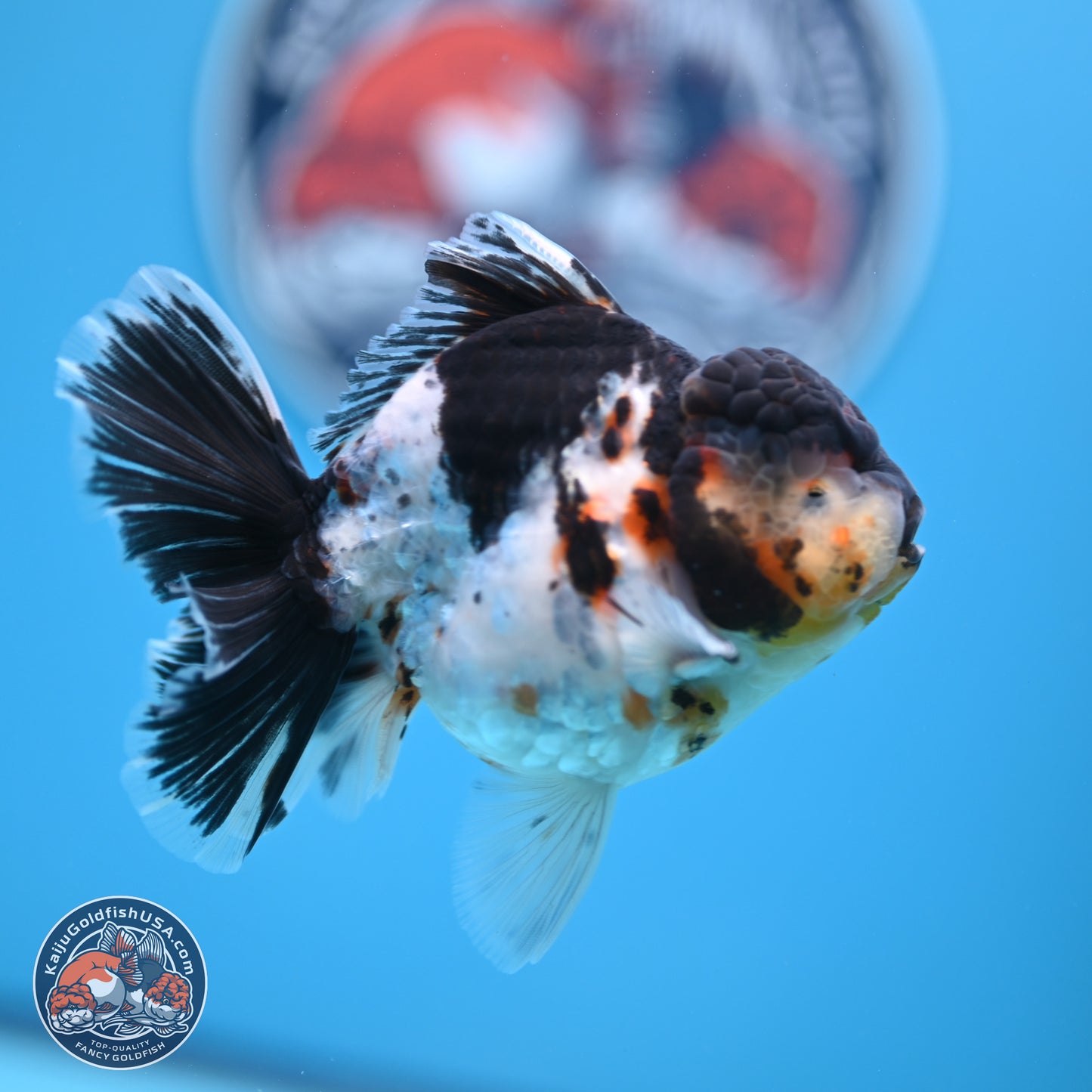 Calico Rose Tail Oranda 4 inches (241018_OR24) - Kaiju Goldfish USA