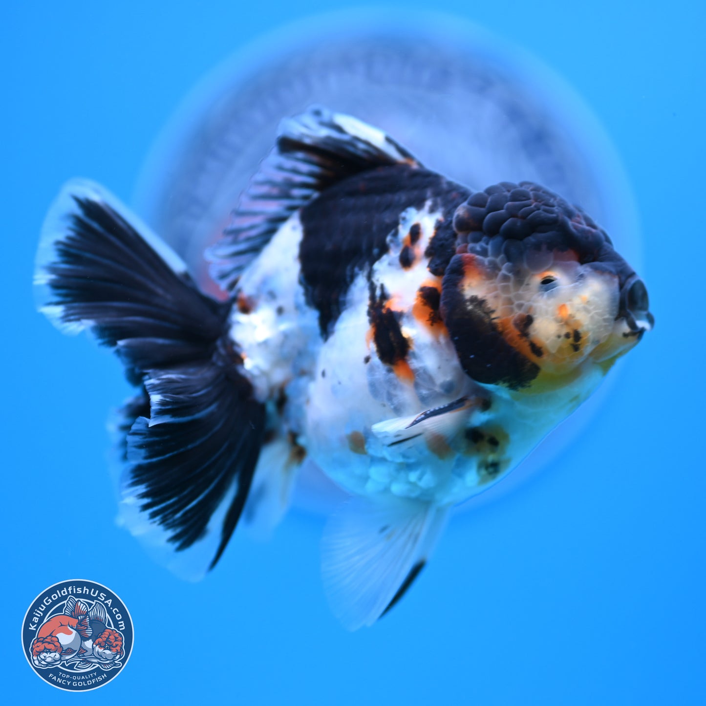 Calico Rose Tail Oranda 4 inches (241018_OR24) - Kaiju Goldfish USA