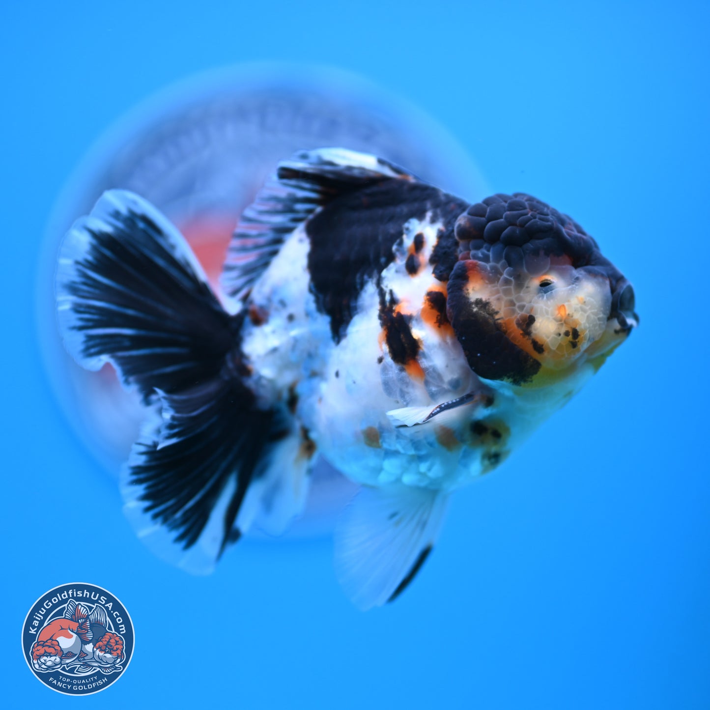 Calico Rose Tail Oranda 4 inches (241018_OR24) - Kaiju Goldfish USA