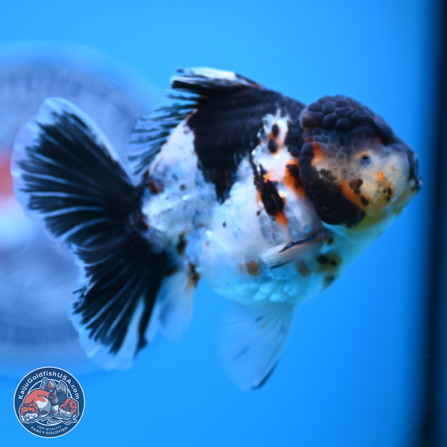 Calico Rose Tail Oranda 4 inches (241018_OR24) - Kaiju Goldfish USA