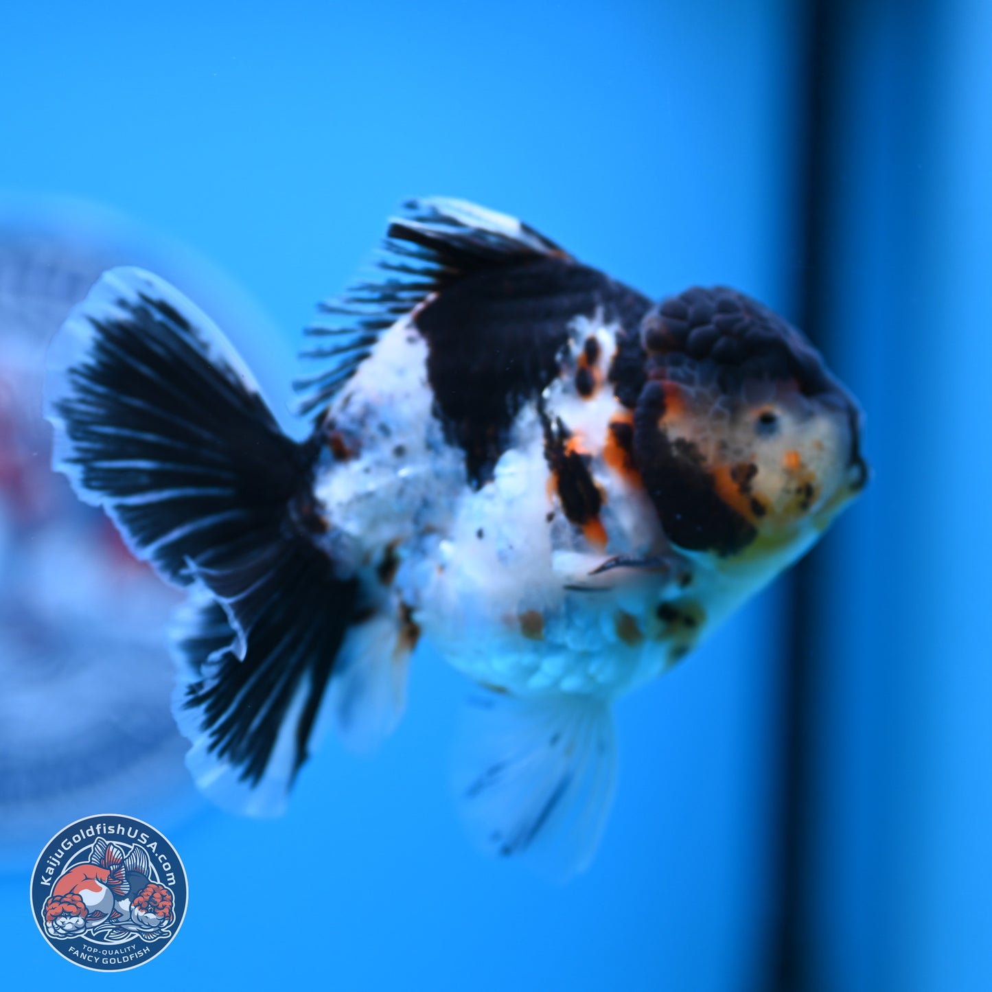 Calico Rose Tail Oranda 4 inches (241018_OR24) - Kaiju Goldfish USA
