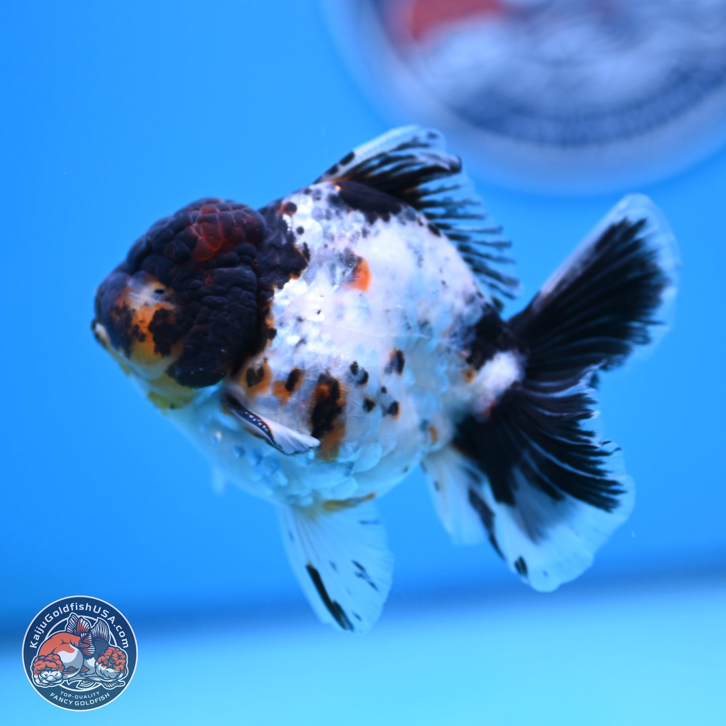 Calico Rose Tail Oranda 4 inches (241018_OR24) - Kaiju Goldfish USA