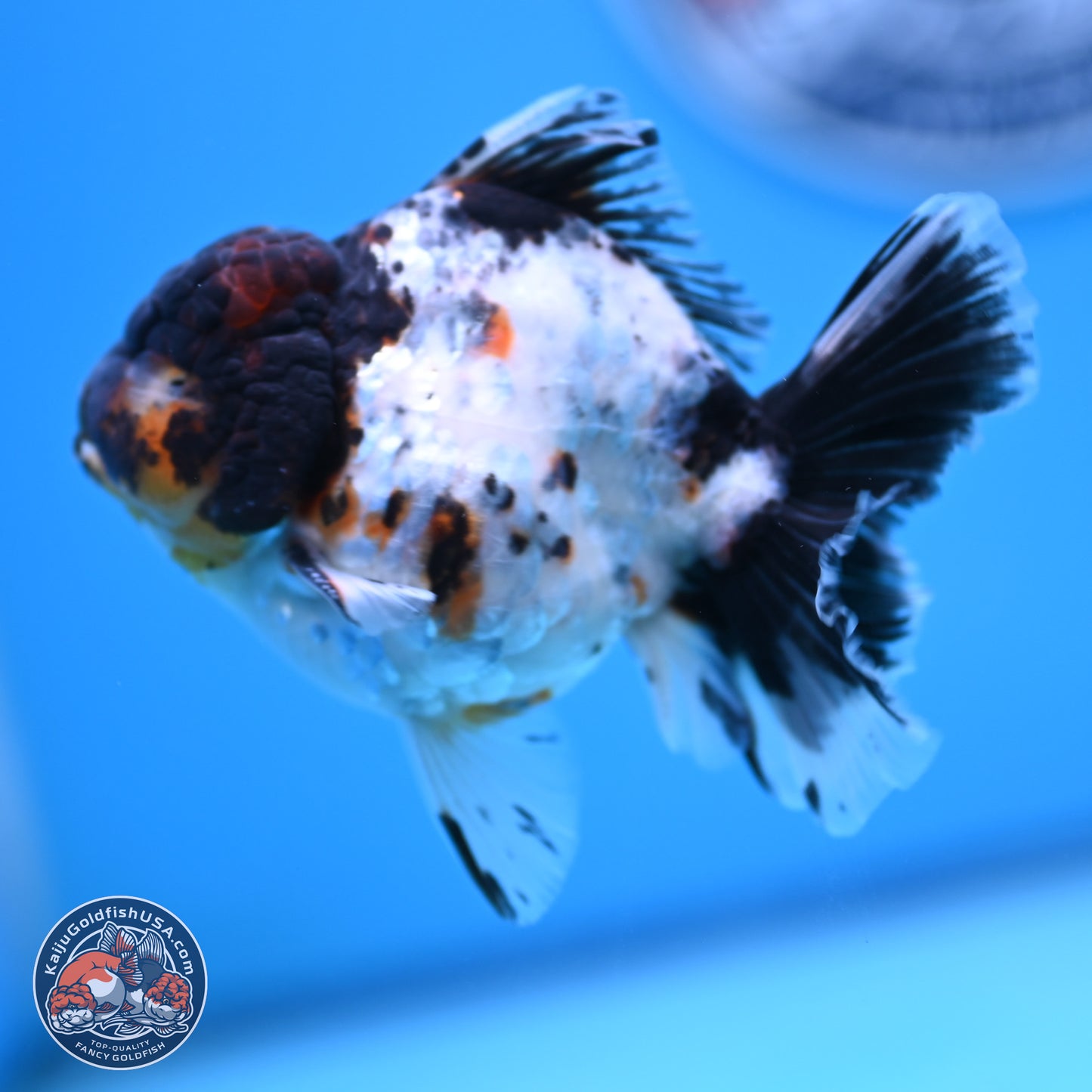 Calico Rose Tail Oranda 4 inches (241018_OR24) - Kaiju Goldfish USA