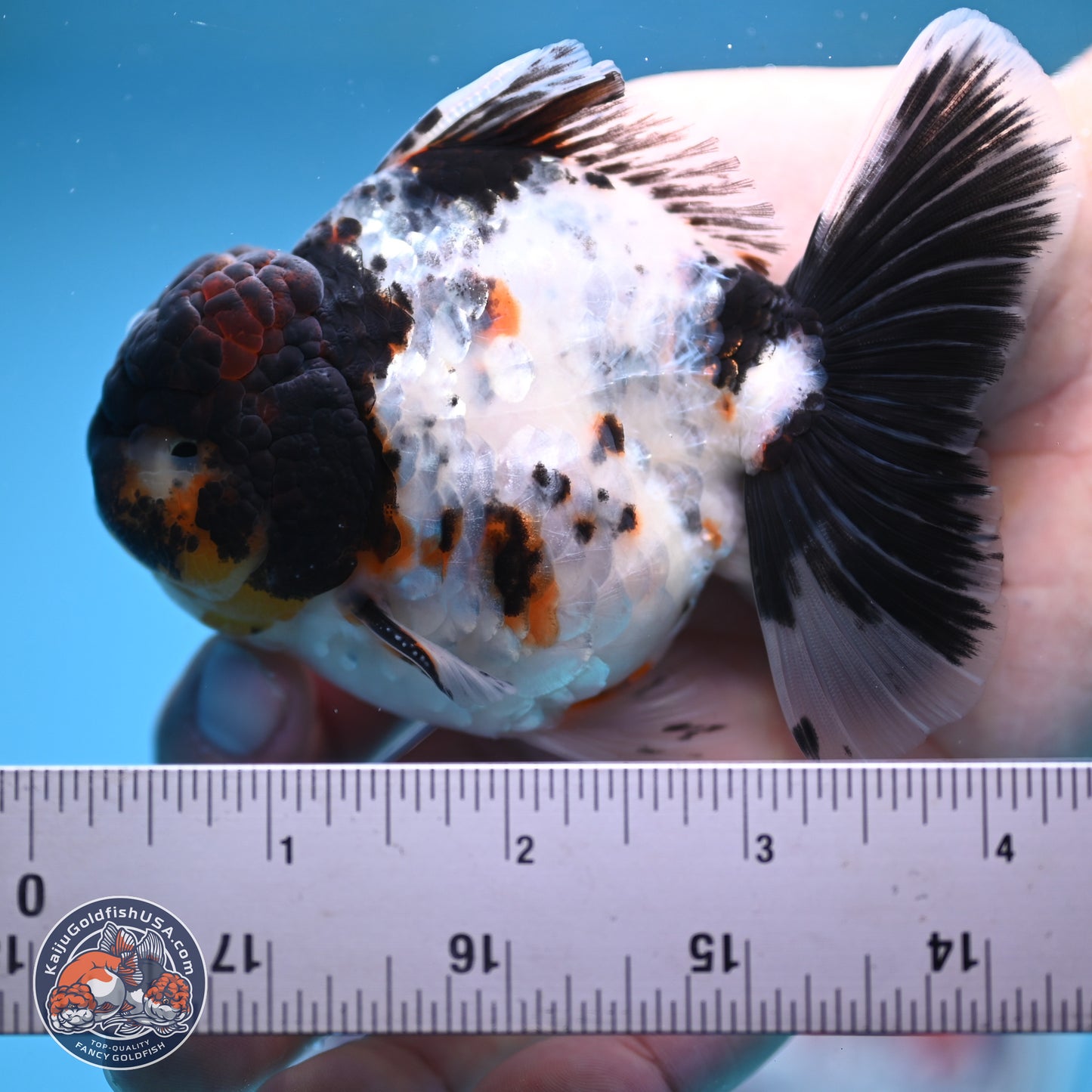 Calico Rose Tail Oranda 4 inches (241018_OR24) - Kaiju Goldfish USA