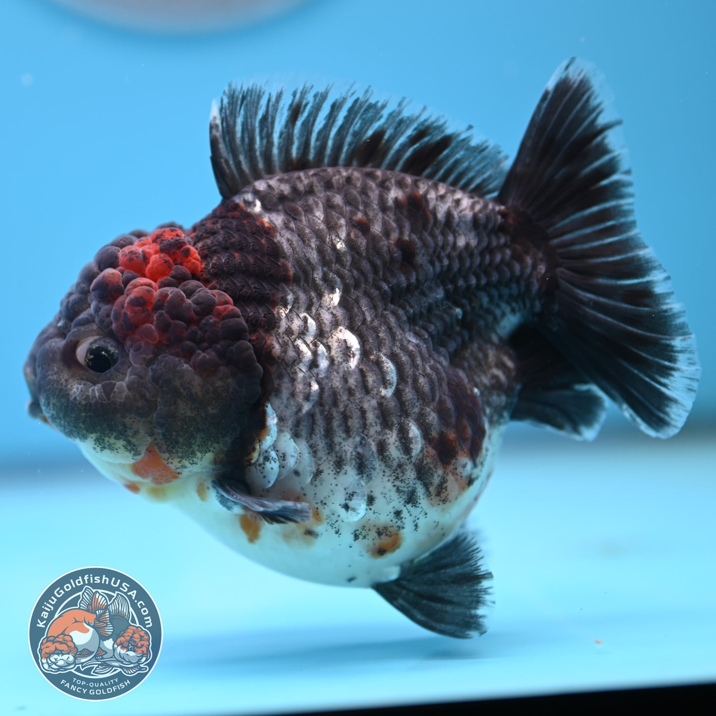 Shogun Godzilla Grey Kirin Oranda 4 inches Body (250509_OR25)