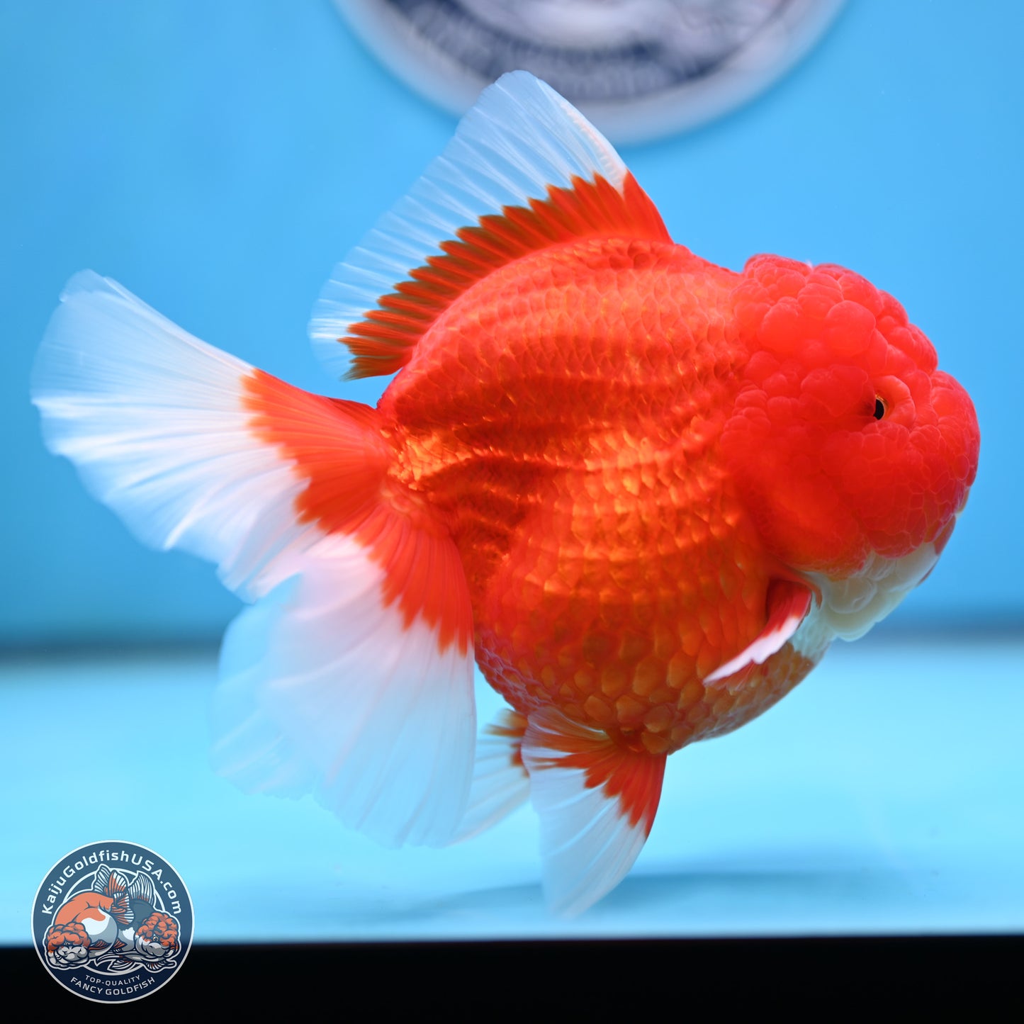 Jumbo Rose Tail Red White Oranda 5 inches Body - Female (250207_OR25)