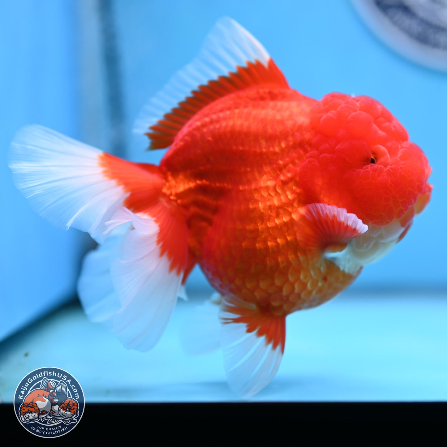 Jumbo Rose Tail Red White Oranda 5 inches Body - Female (250207_OR25)