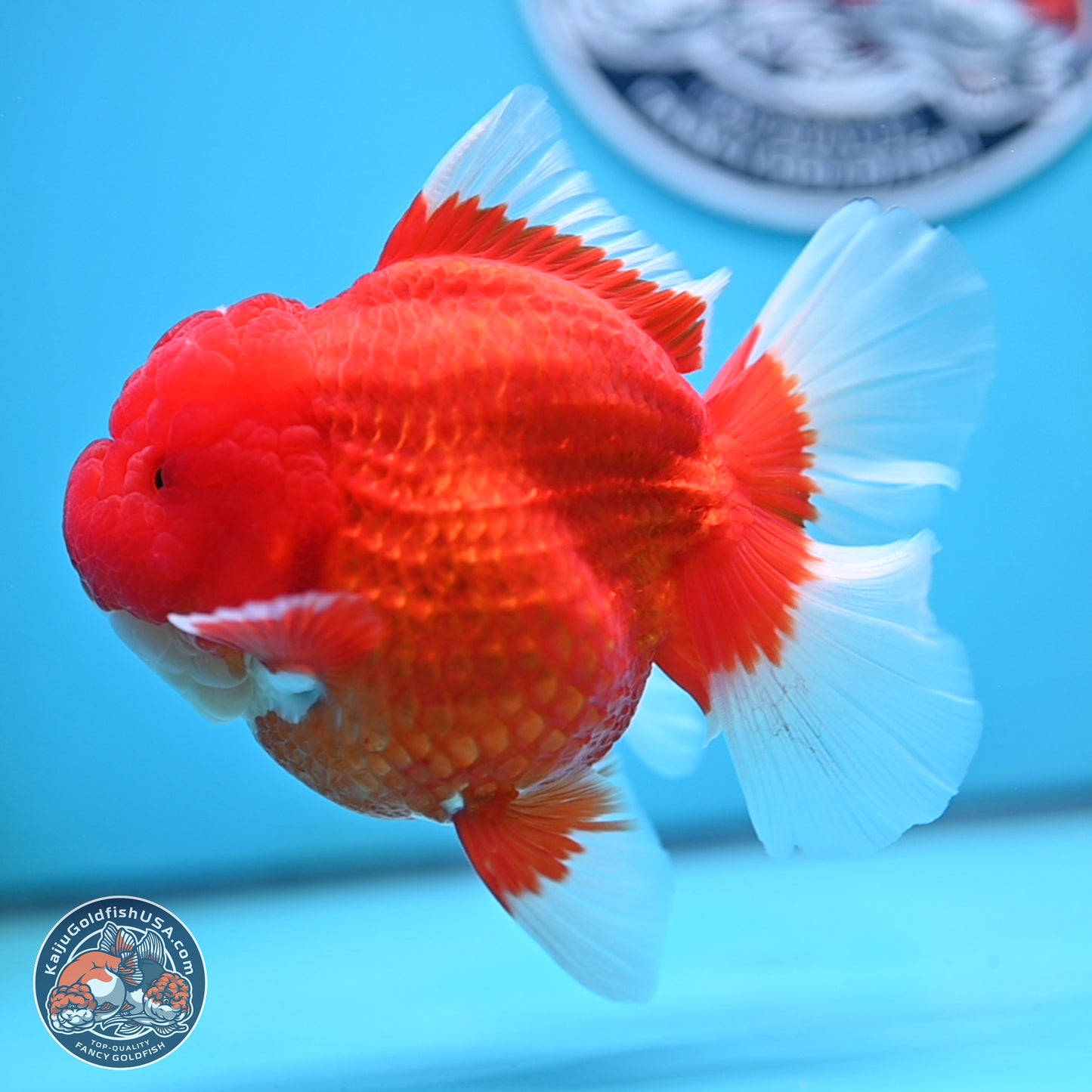 Jumbo Rose Tail Red White Oranda 5 inches Body - Female (250207_OR25)