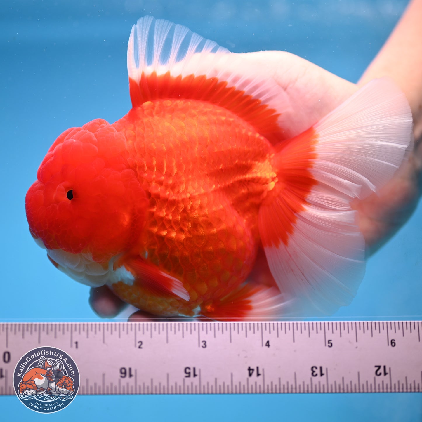 Jumbo Rose Tail Red White Oranda 5 inches Body - Female (250207_OR25)