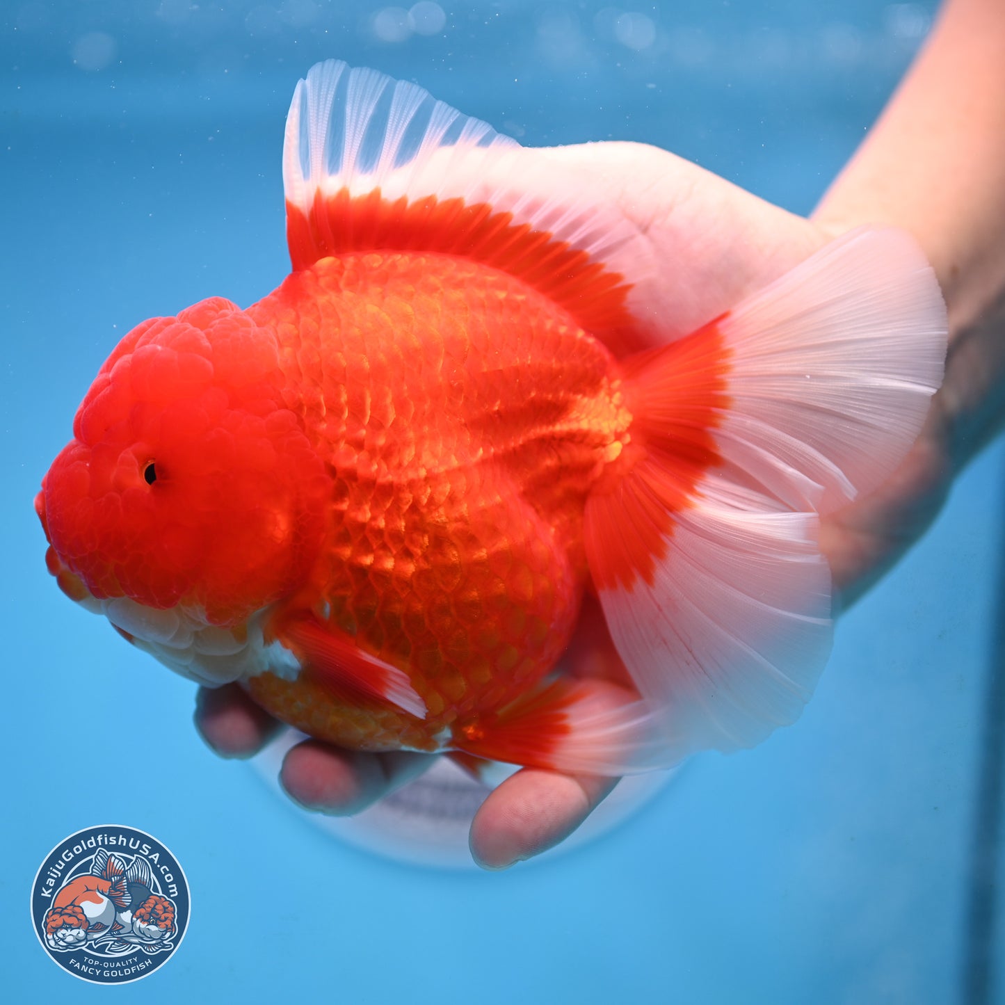 Jumbo Rose Tail Red White Oranda 5 inches Body - Female (250207_OR25)