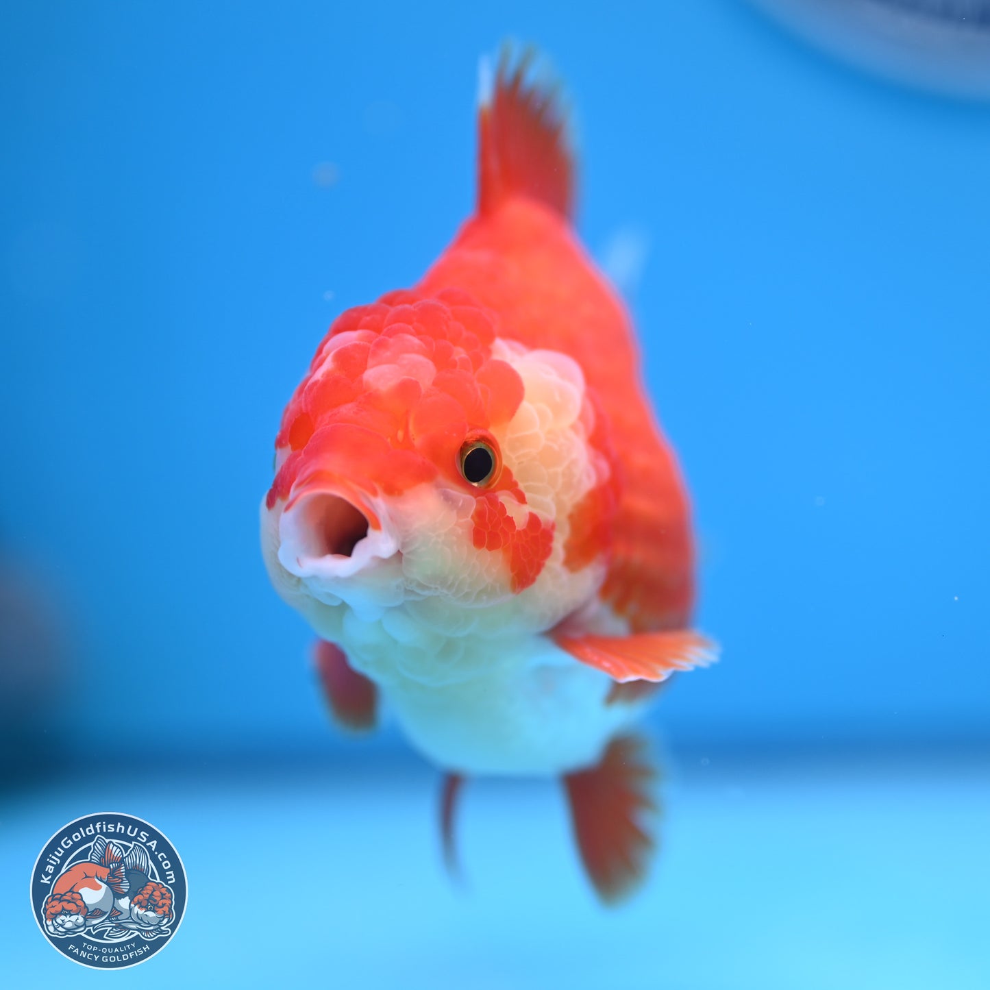 Red White YuanBao Oranda 4 inches (241018_OR25) - Kaiju Goldfish USA