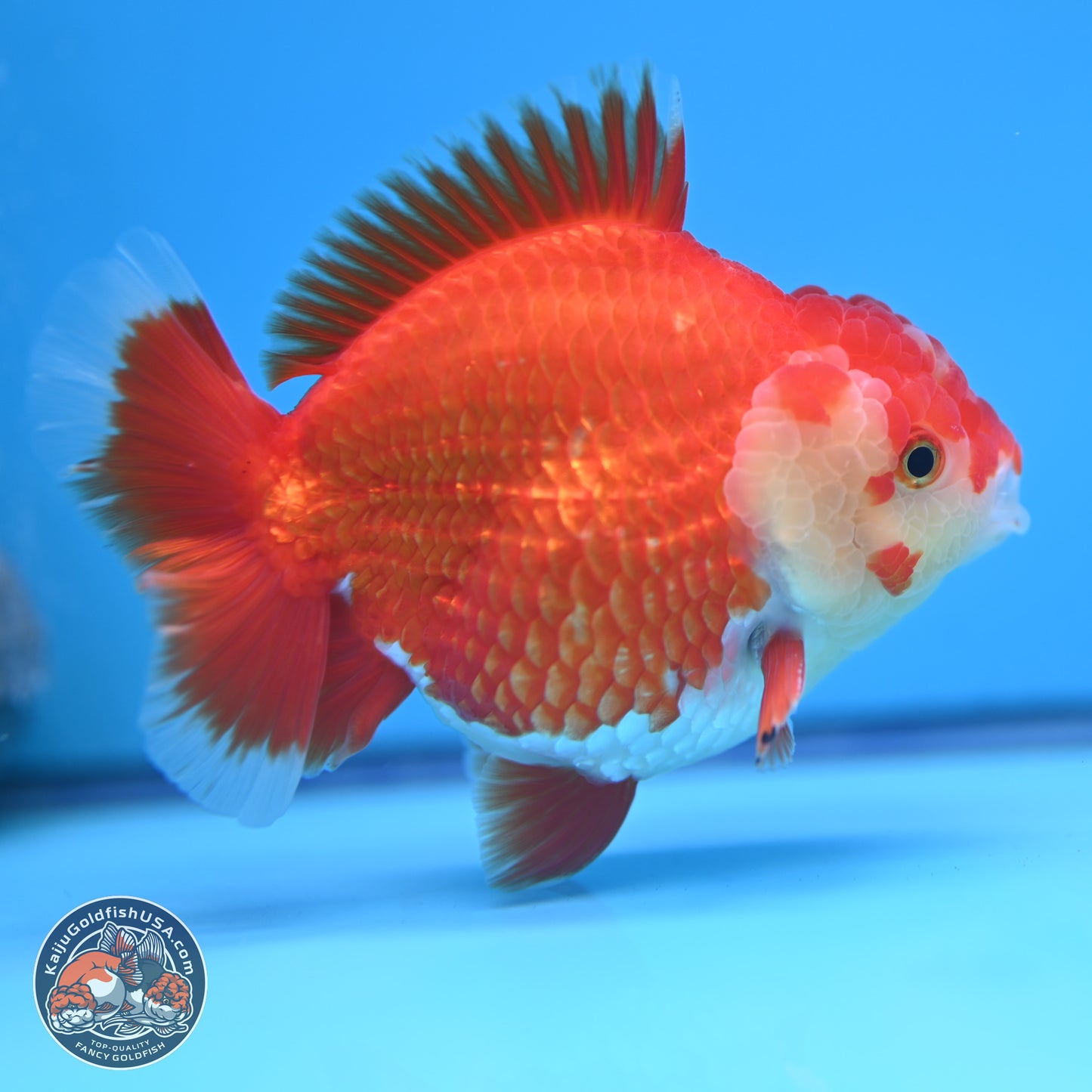 Red White YuanBao Oranda 4 inches (241018_OR25) - Kaiju Goldfish USA