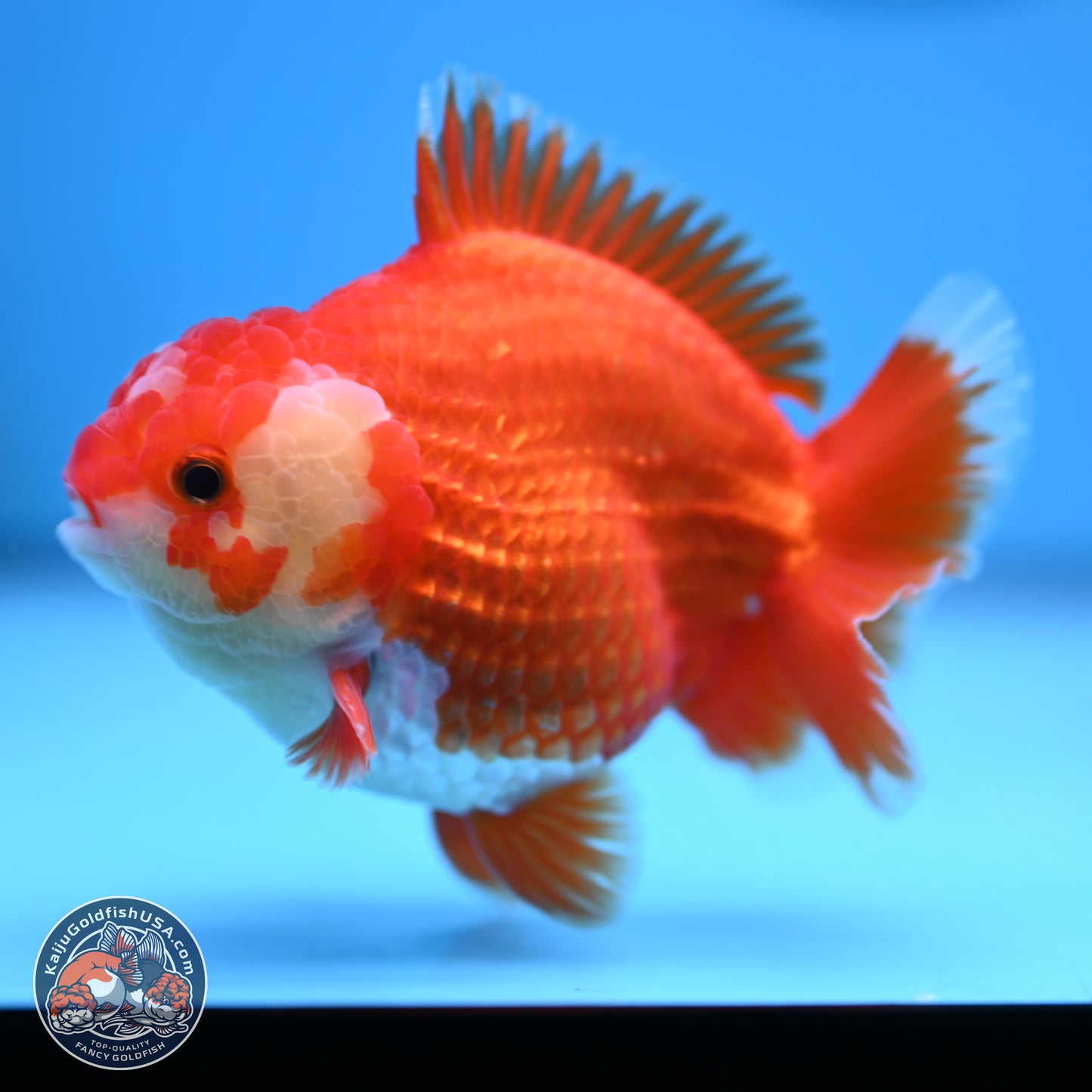 Red White YuanBao Oranda 4 inches (241018_OR25) - Kaiju Goldfish USA