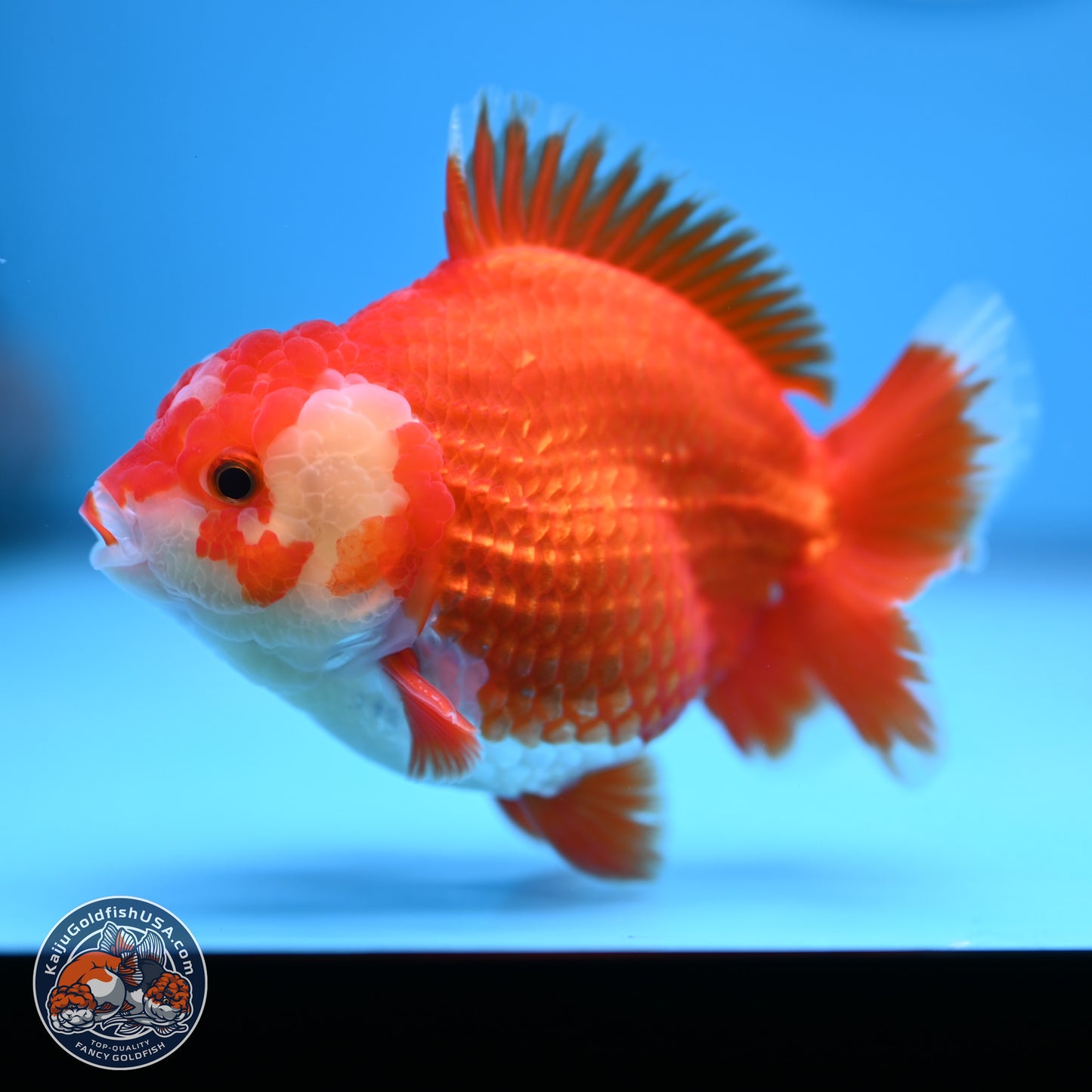 Red White YuanBao Oranda 4 inches (241018_OR25) - Kaiju Goldfish USA