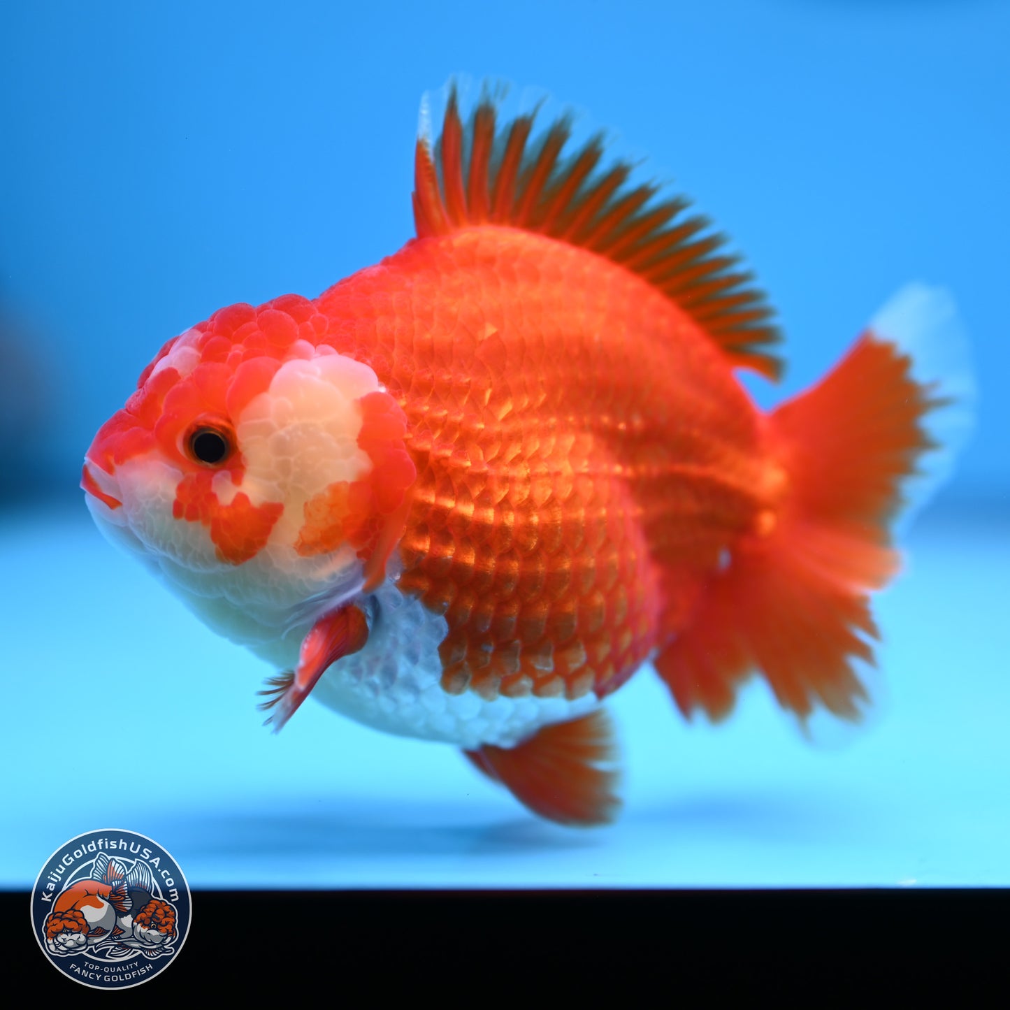 Red White YuanBao Oranda 4 inches (241018_OR25) - Kaiju Goldfish USA