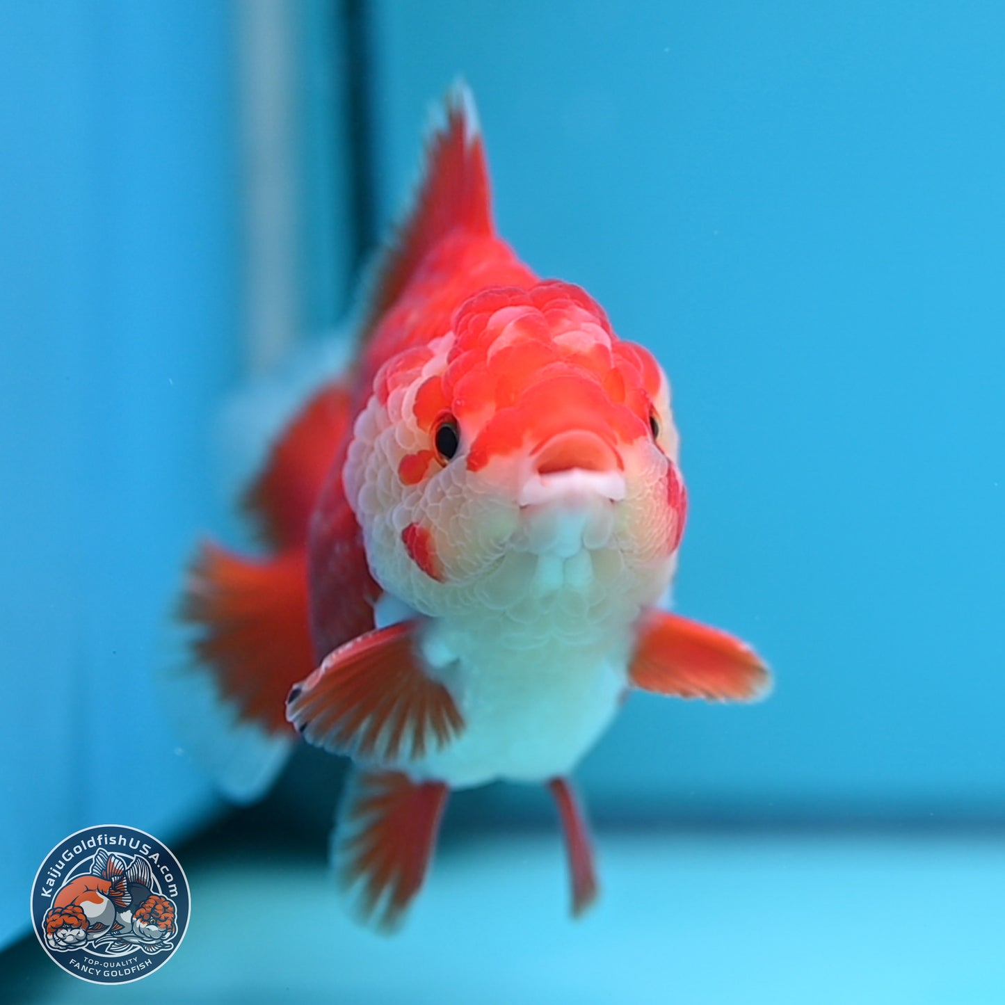 Red White YuanBao Oranda 4 inches (241018_OR25) - Kaiju Goldfish USA
