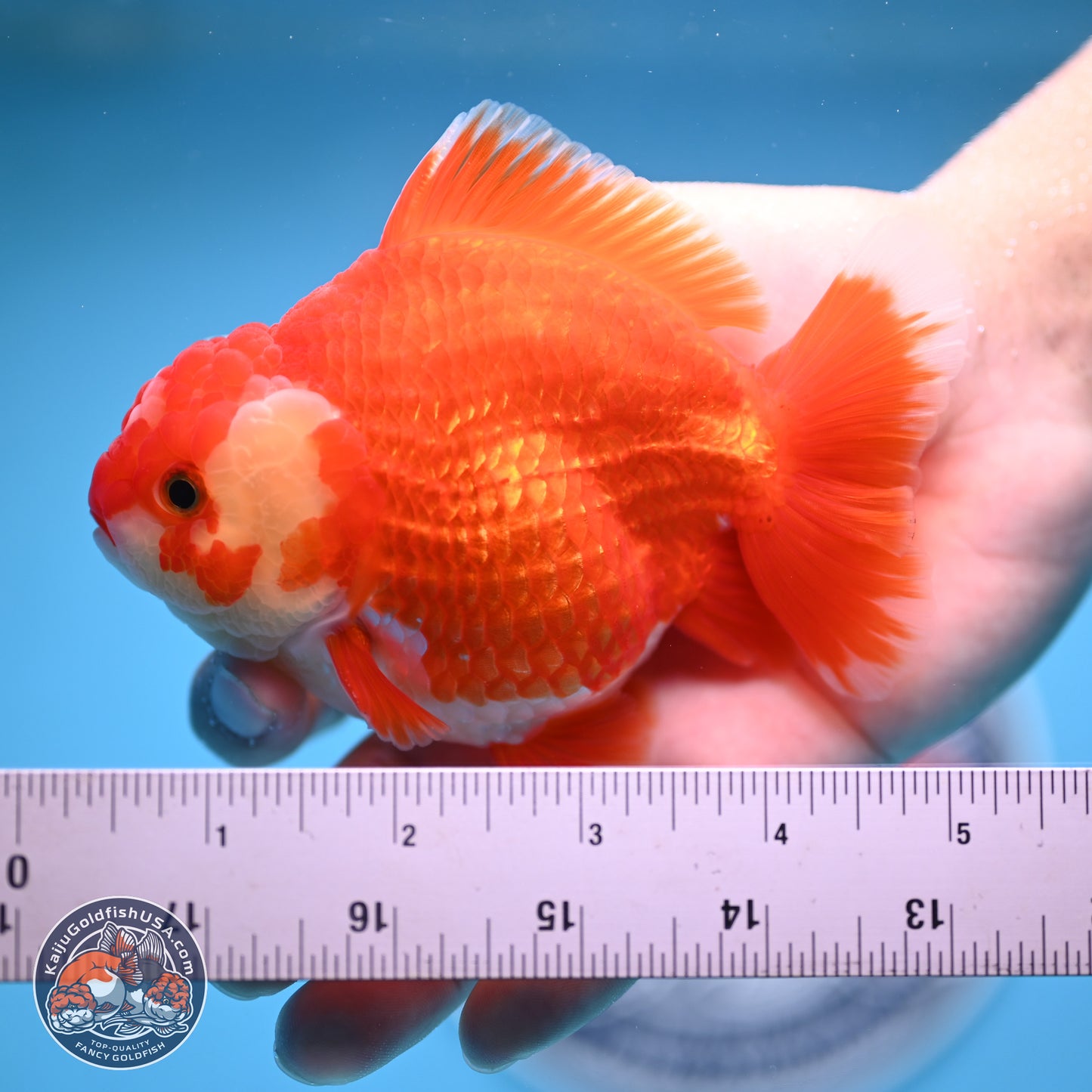 Red White YuanBao Oranda 4 inches (241018_OR25) - Kaiju Goldfish USA