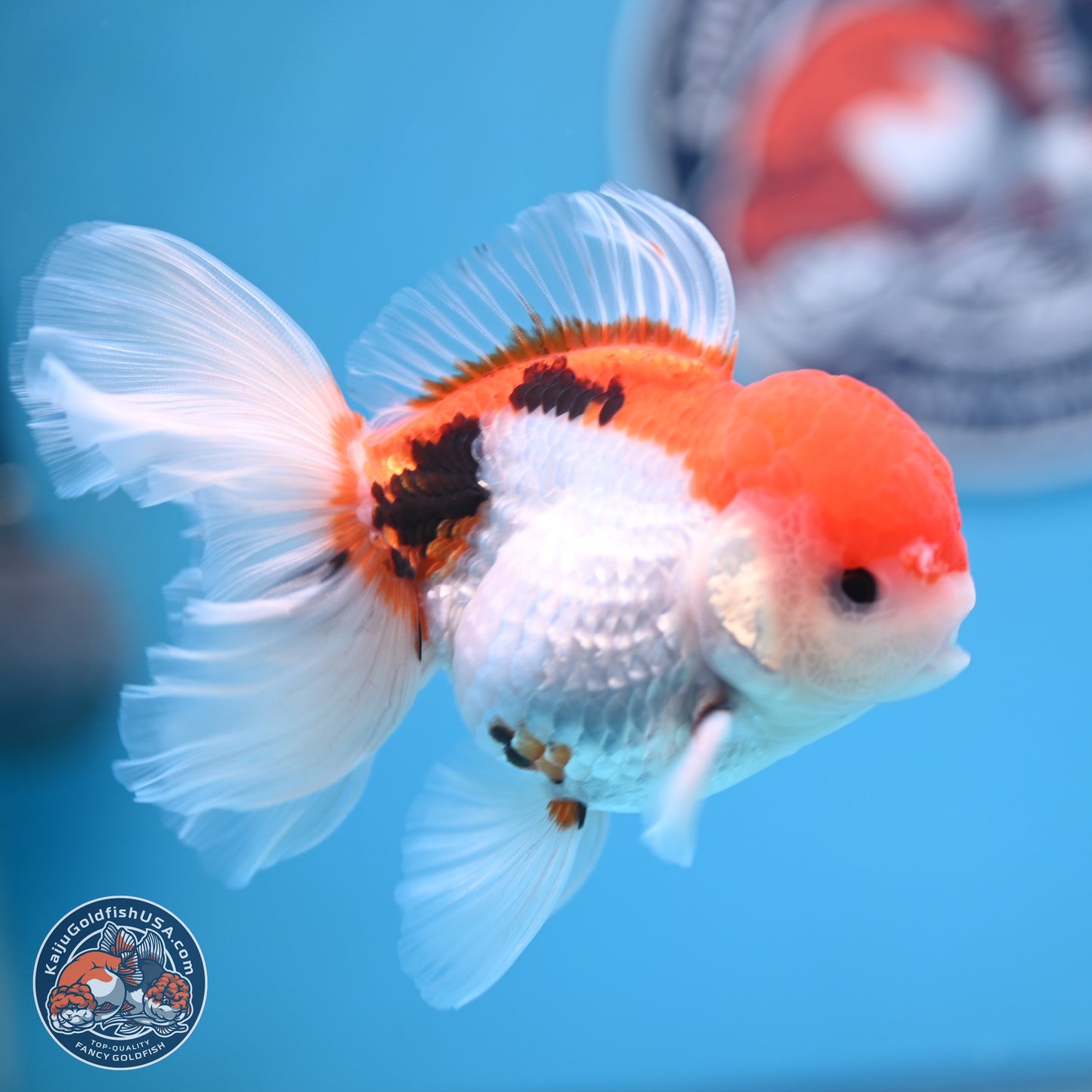 Tricolor Rose Tail Oranda 4.5 inches (241018_OR26) - Kaiju Goldfish USA
